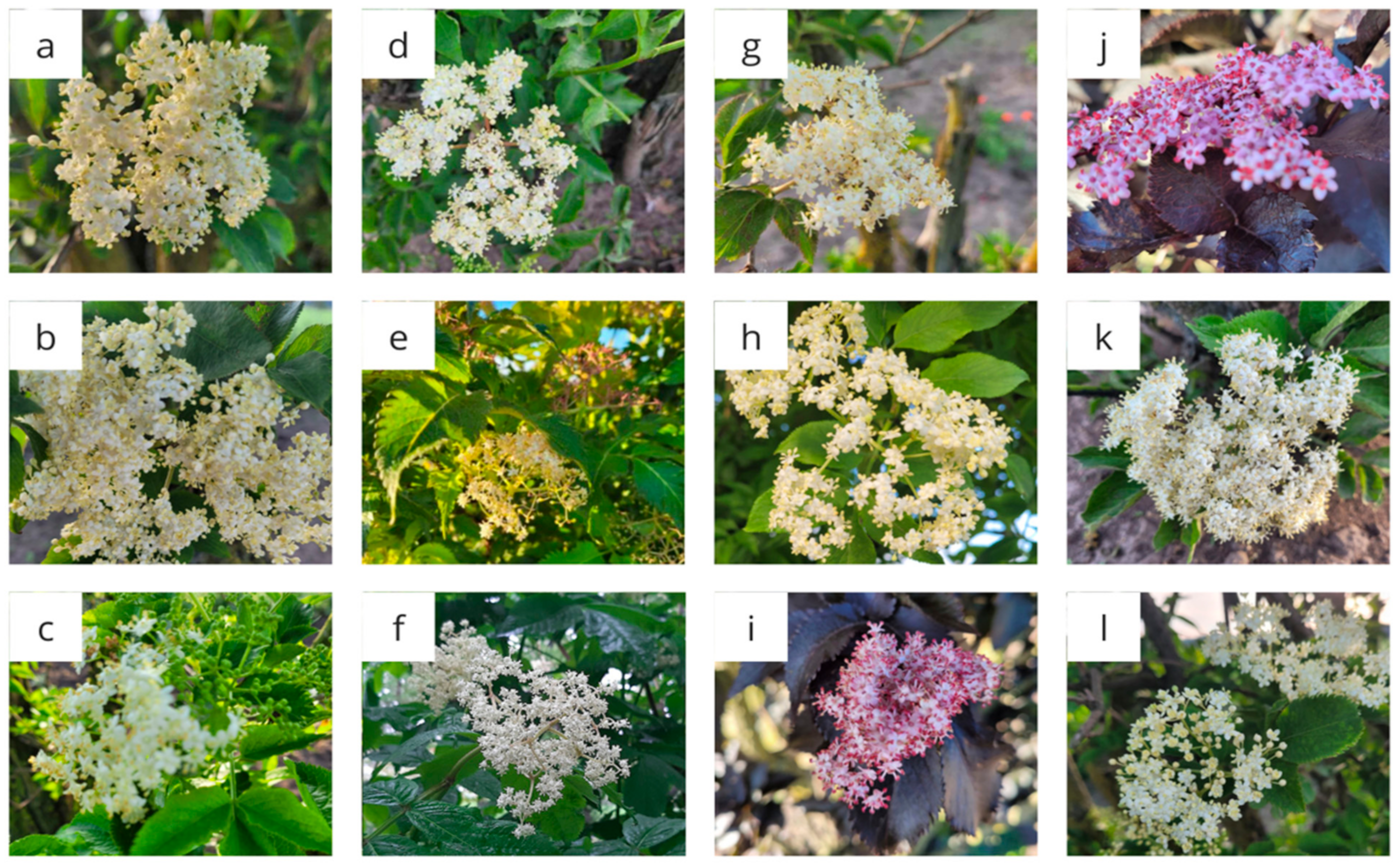 Molecules 29 05775 g007