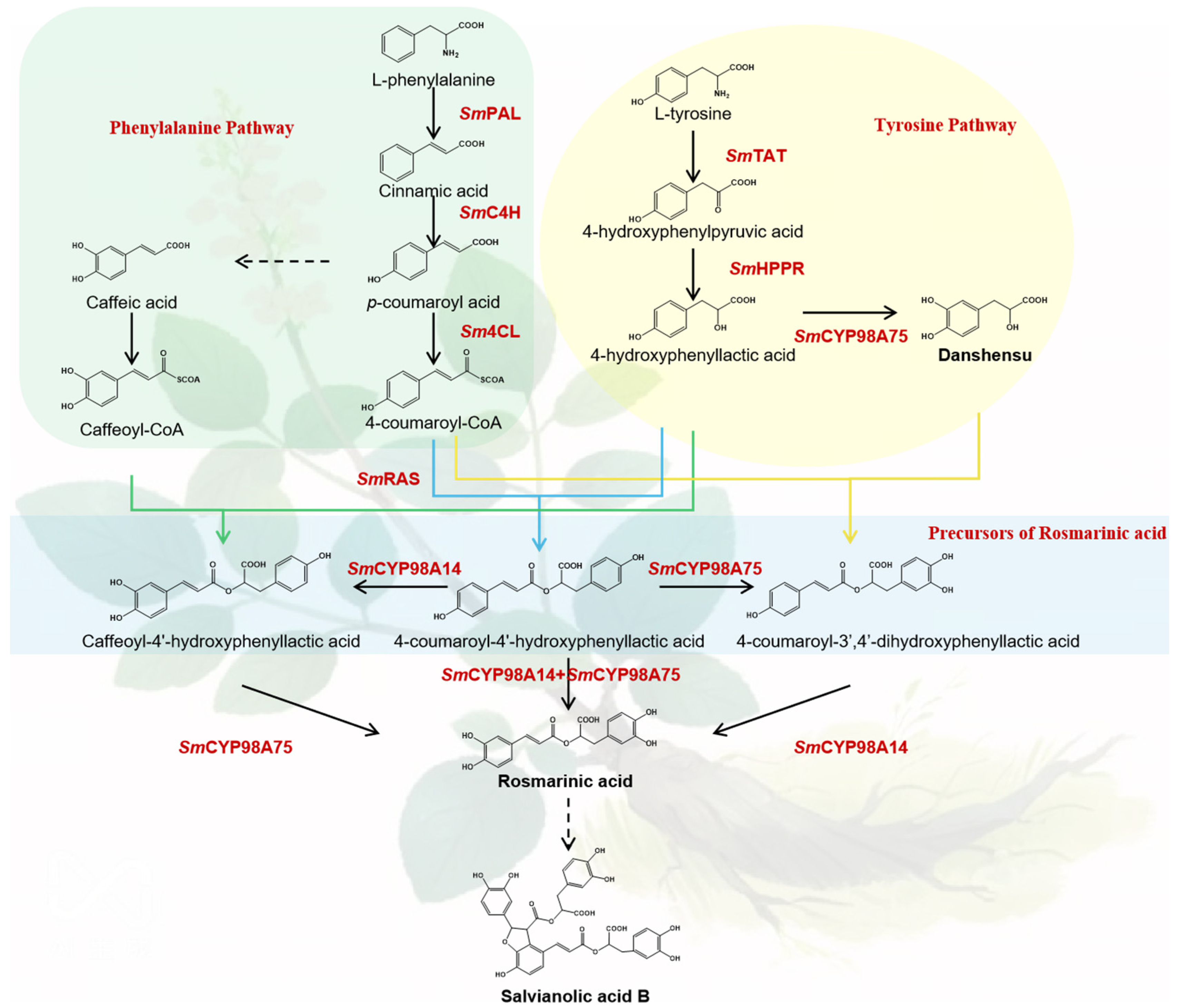 Molecules 29 05892 g001