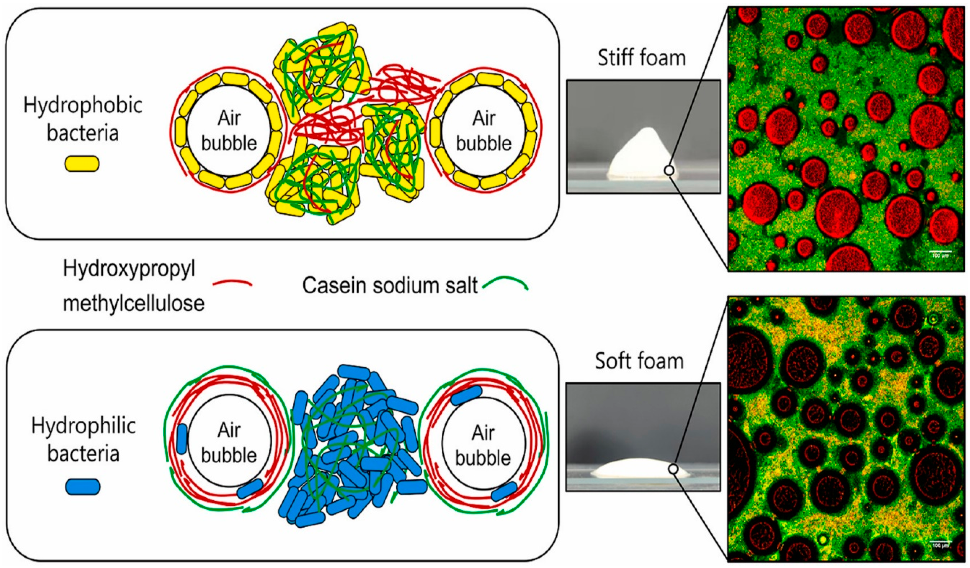 Molecules 29 05933 g006