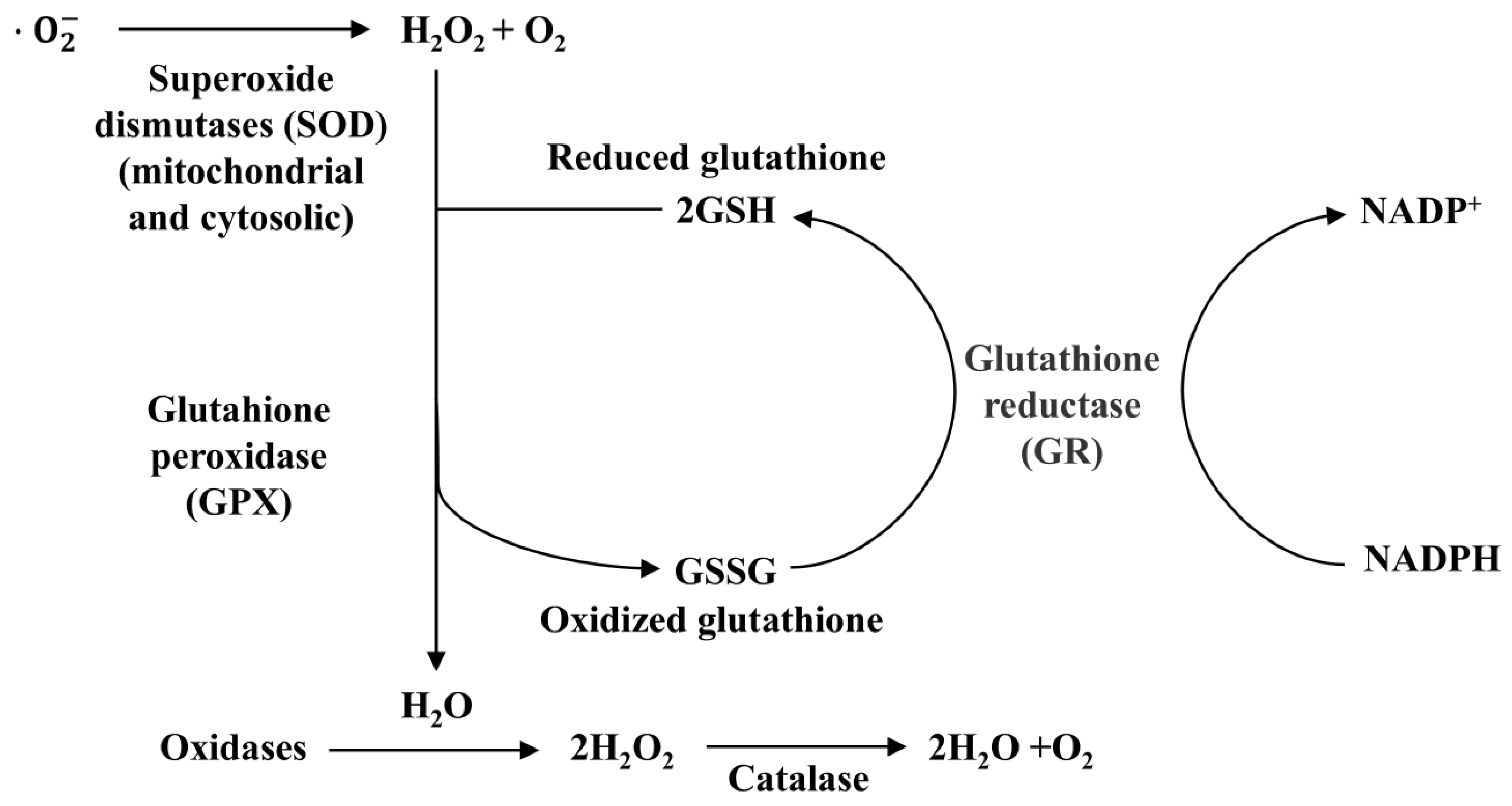 Molecules 30 00050 g005