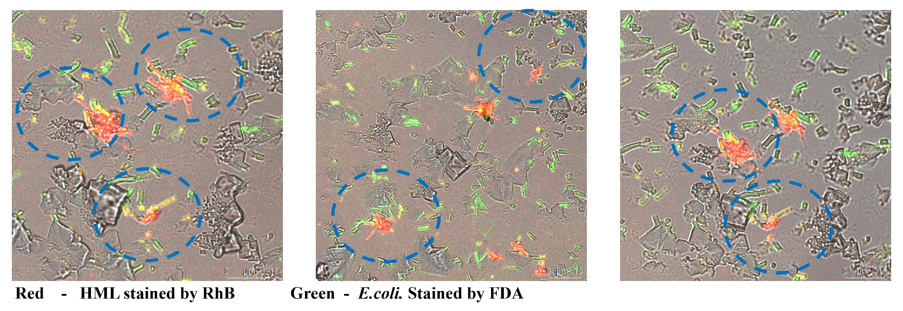 Molecules 30 00232 g007