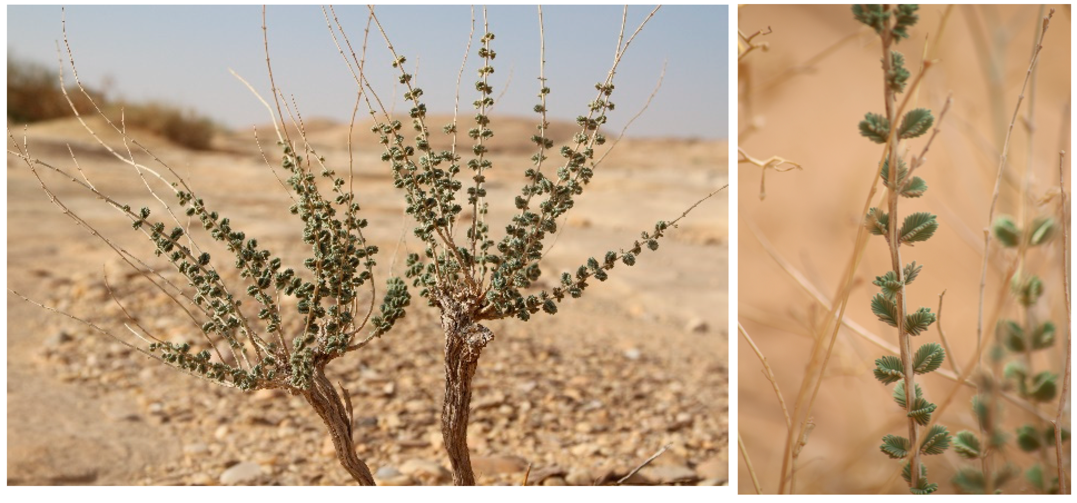 Molecules 30 00657 g009