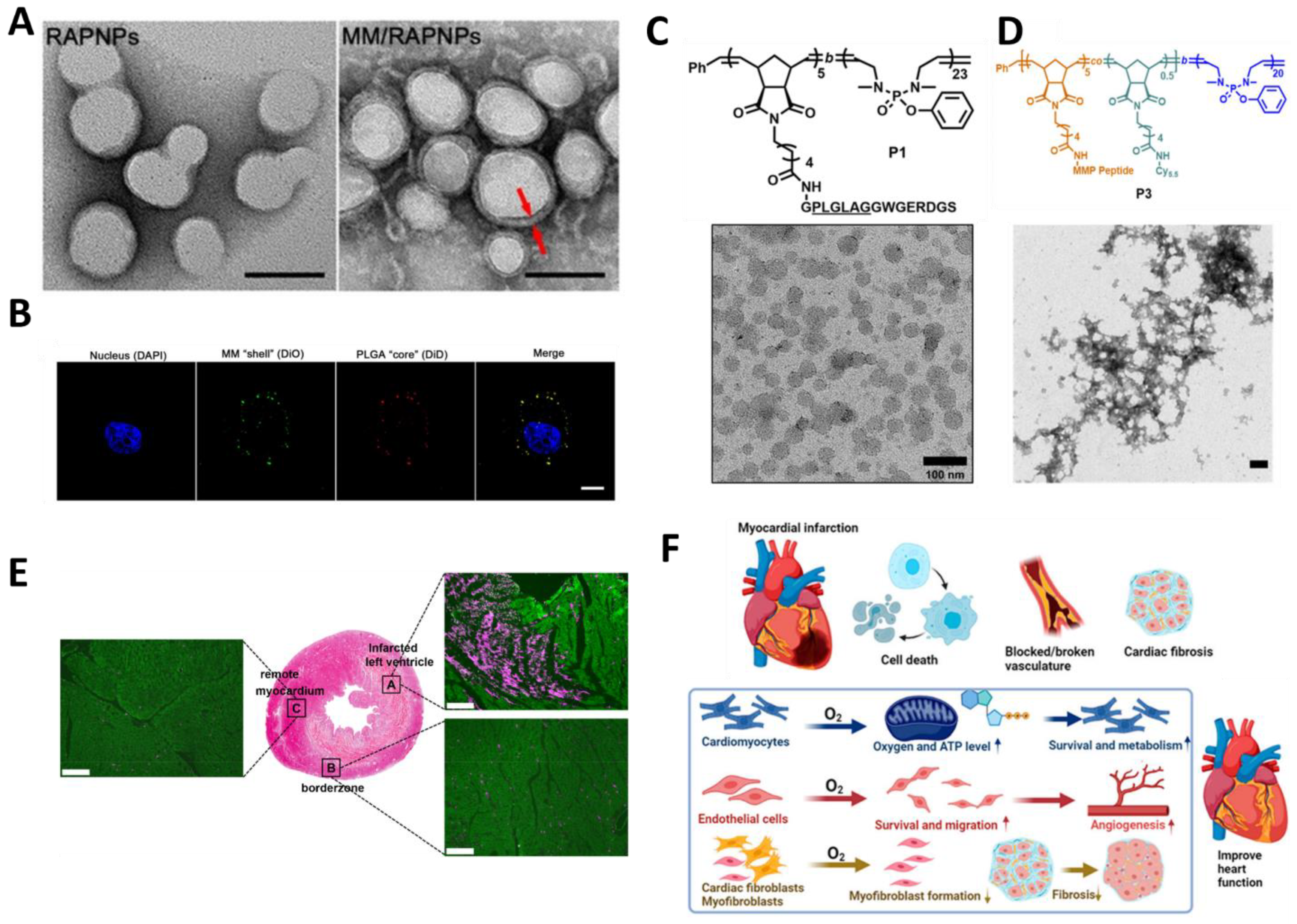 Molecules 30 00962 g004