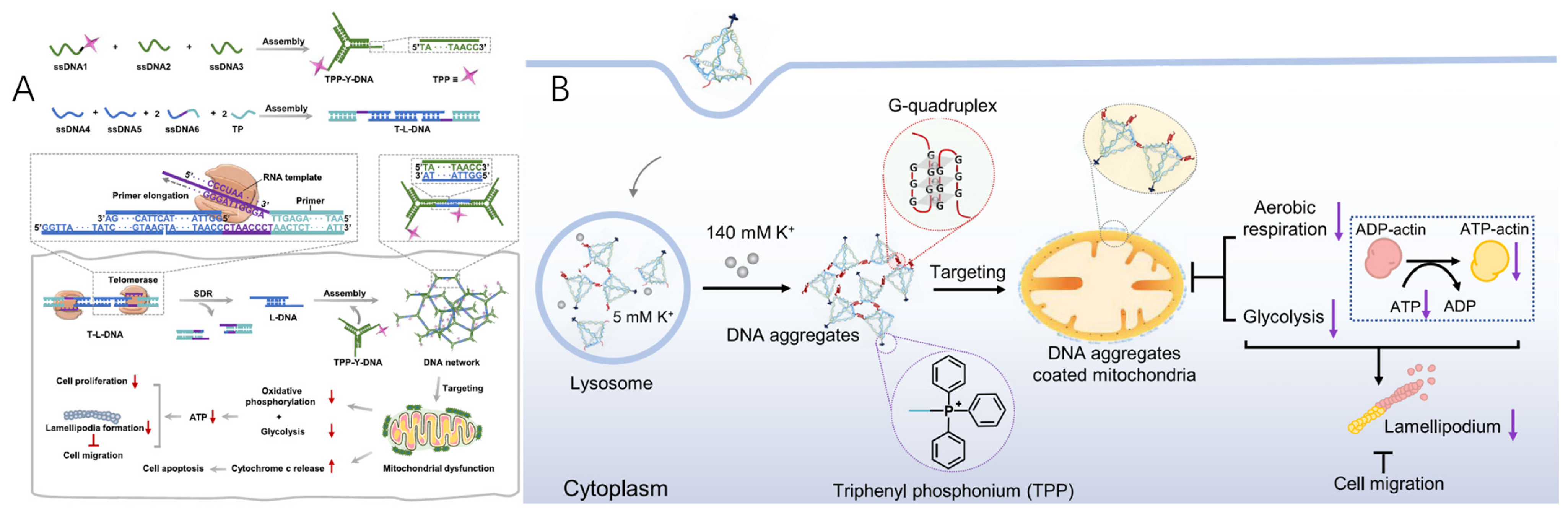 Molecules 30 01025 g006