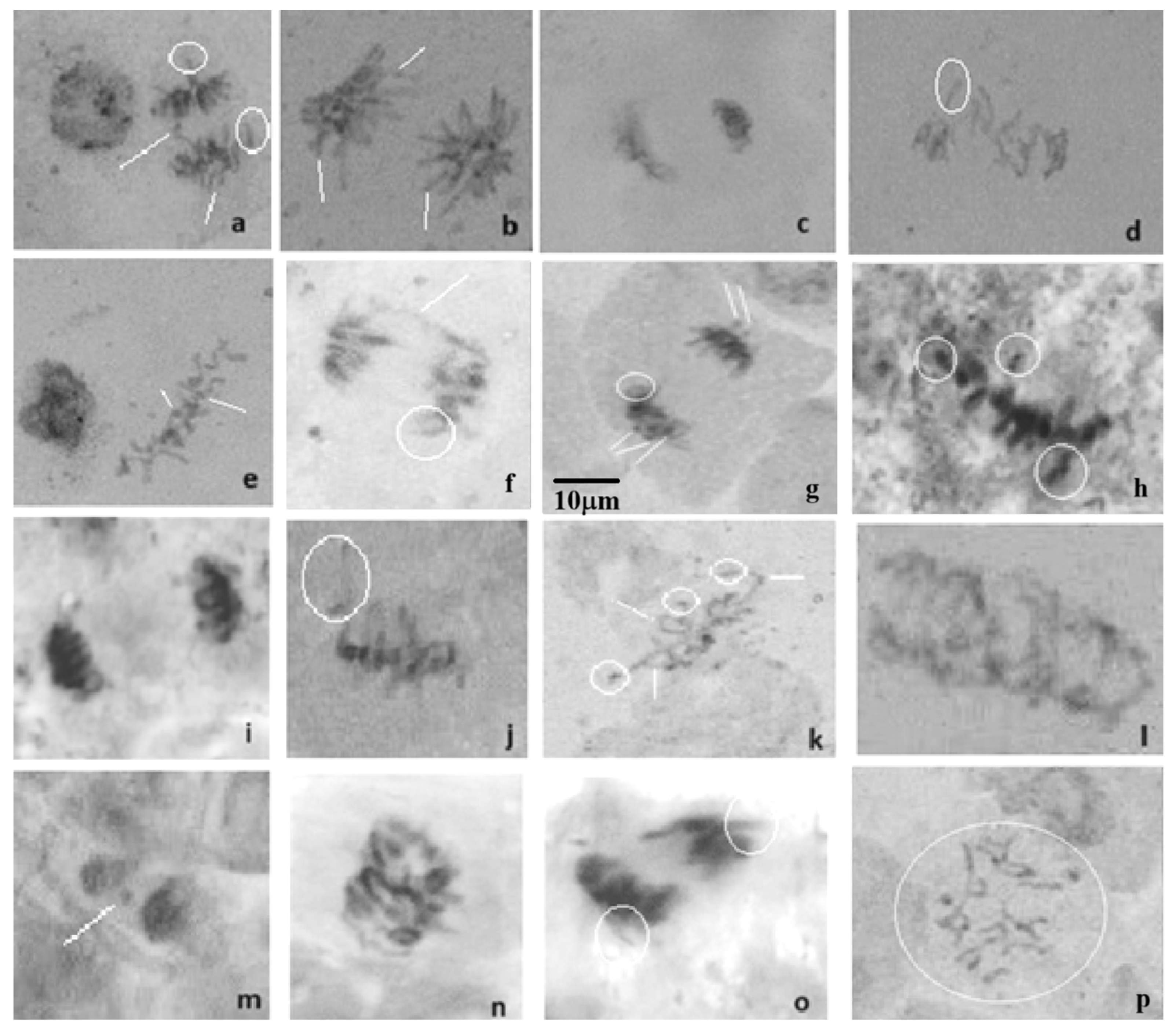 Molecules 30 01316 g009