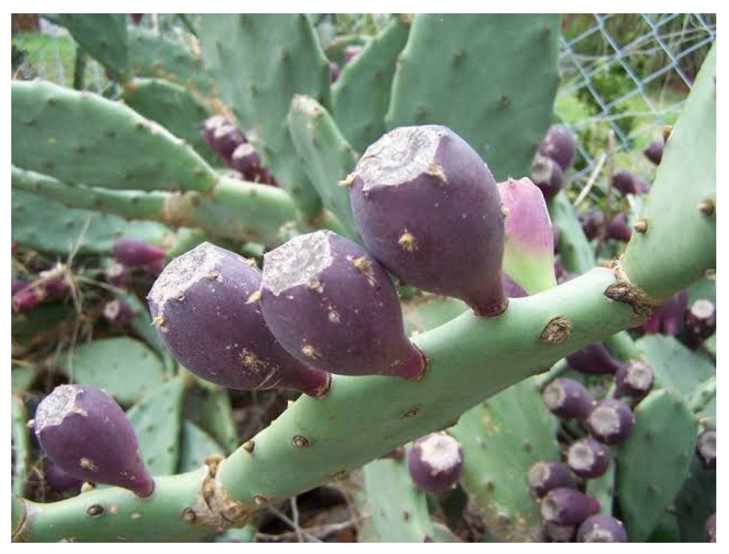 Molecules 30 01580 g005