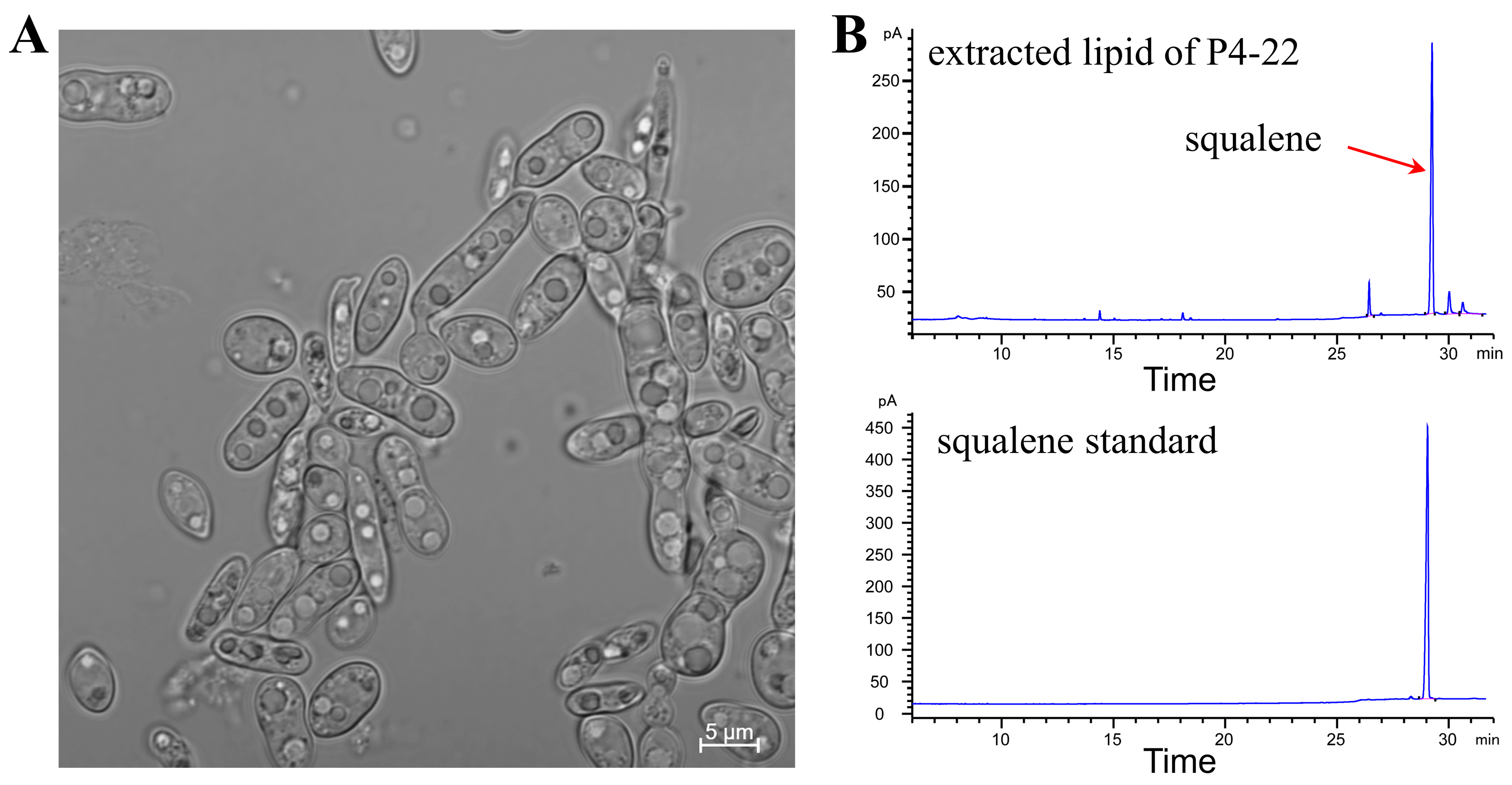 Molecules 30 01646 g002 Molecules 30 01646 g002