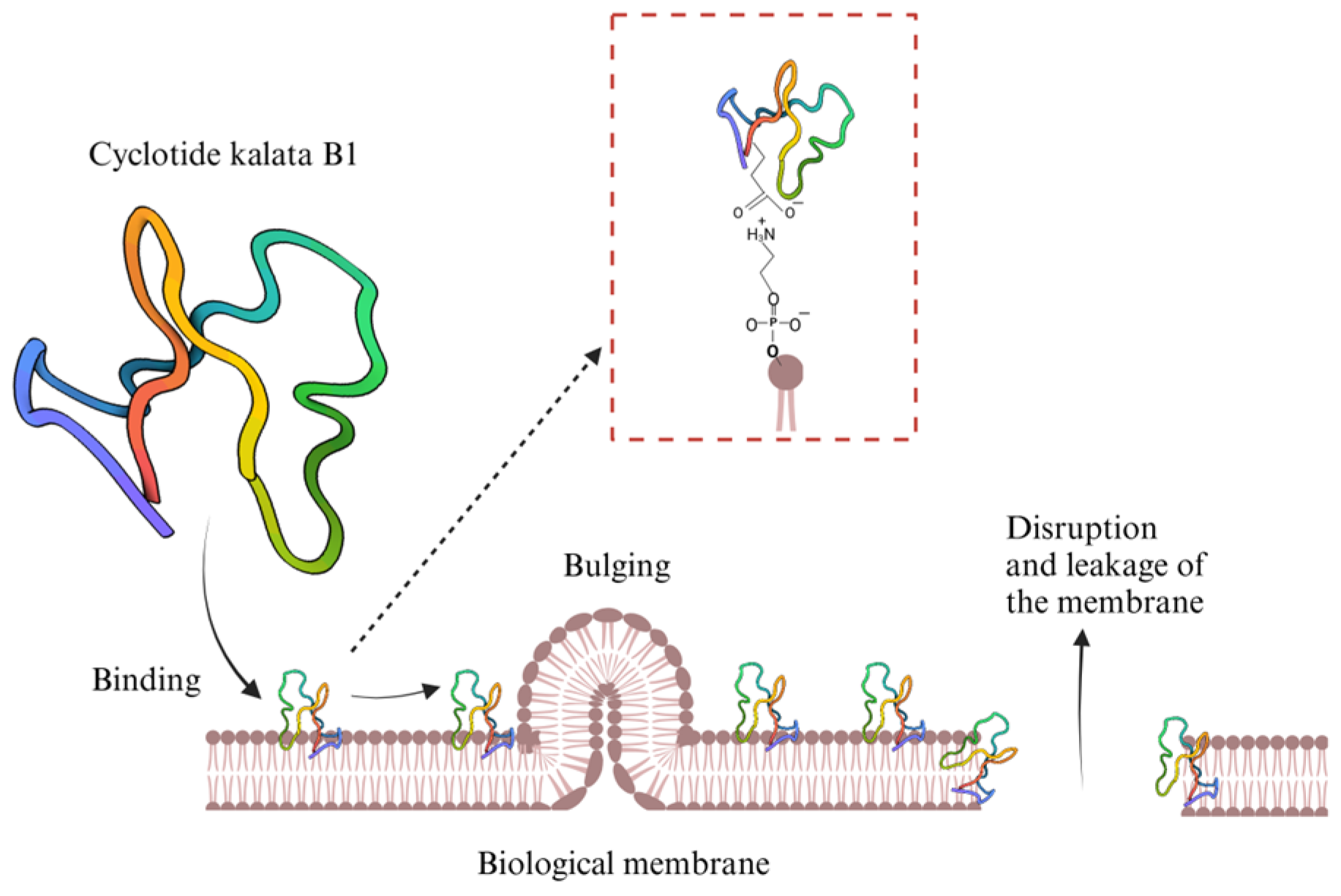 Molecules 30 01651 g006