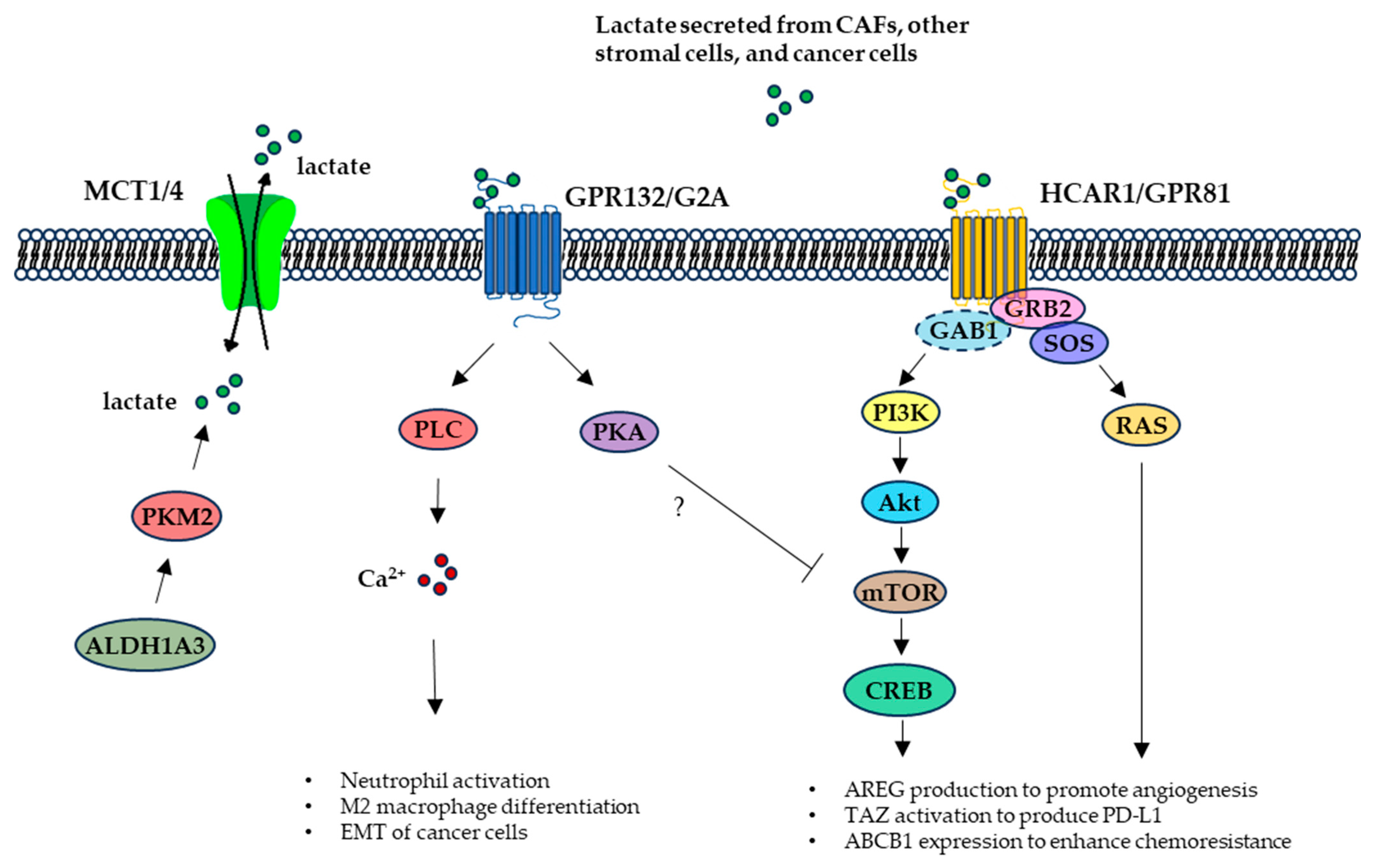 Molecules 30 01763 g004