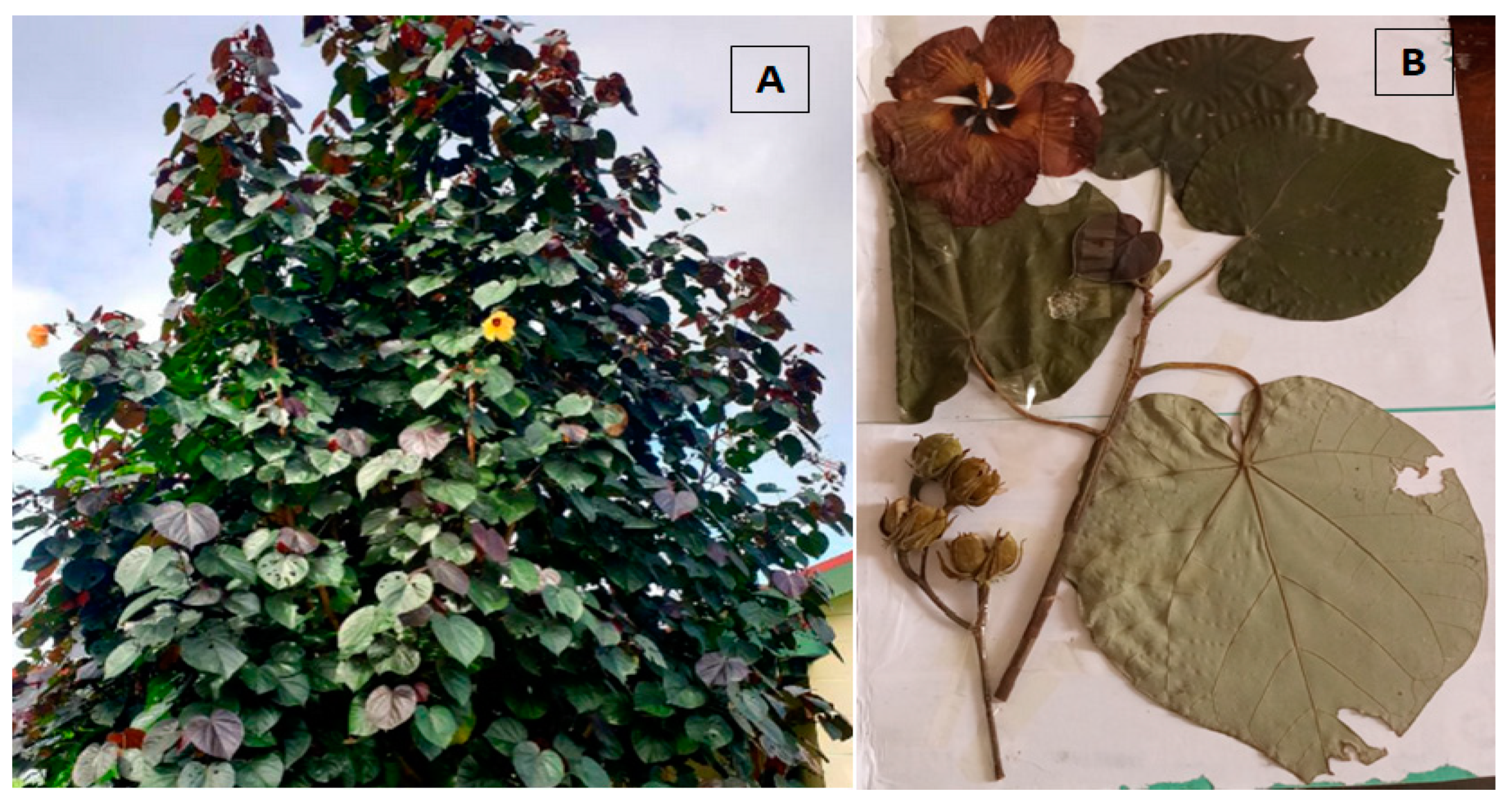 Molecules 30 01765 g002