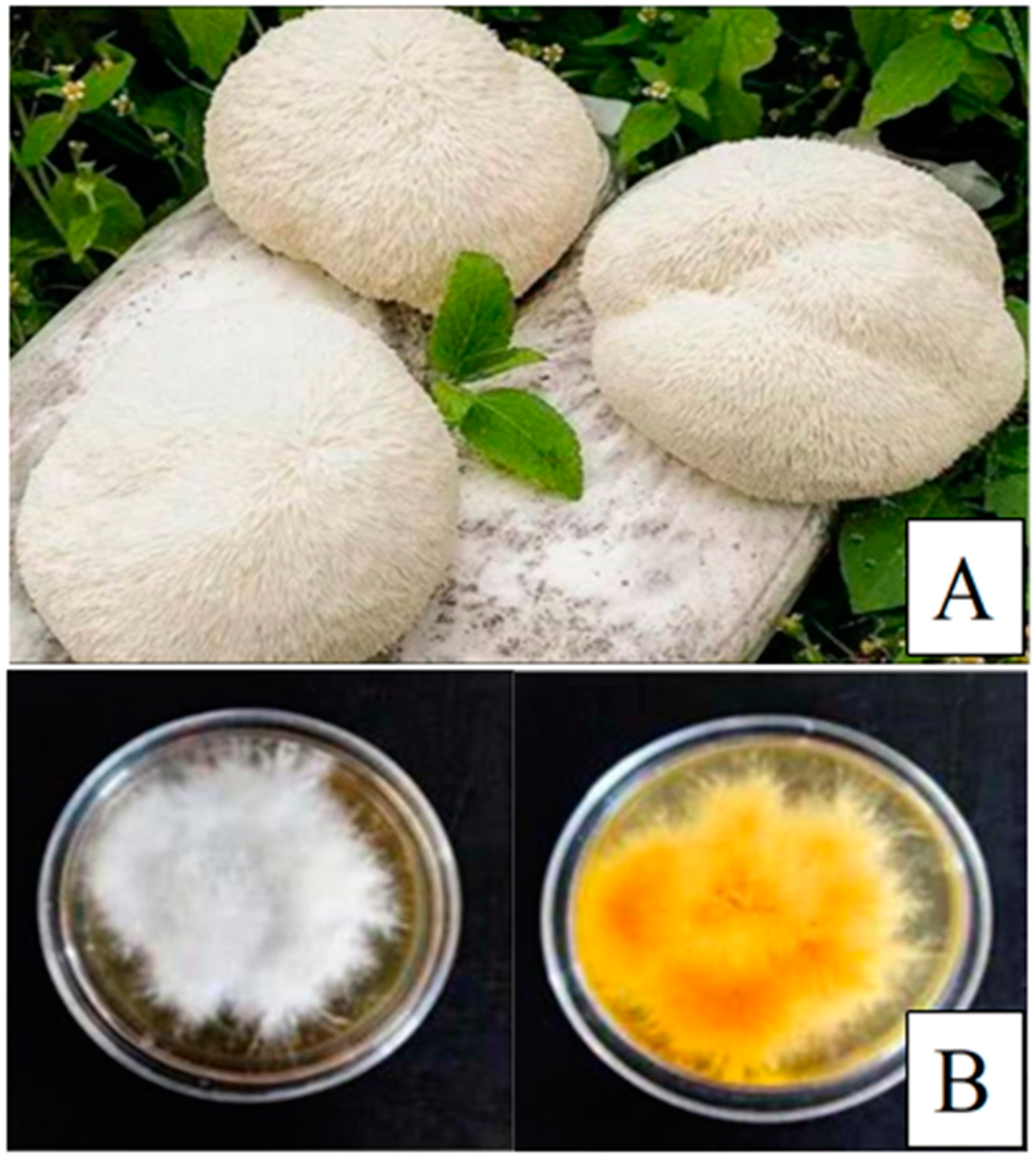 Molecules 30 01850 g001