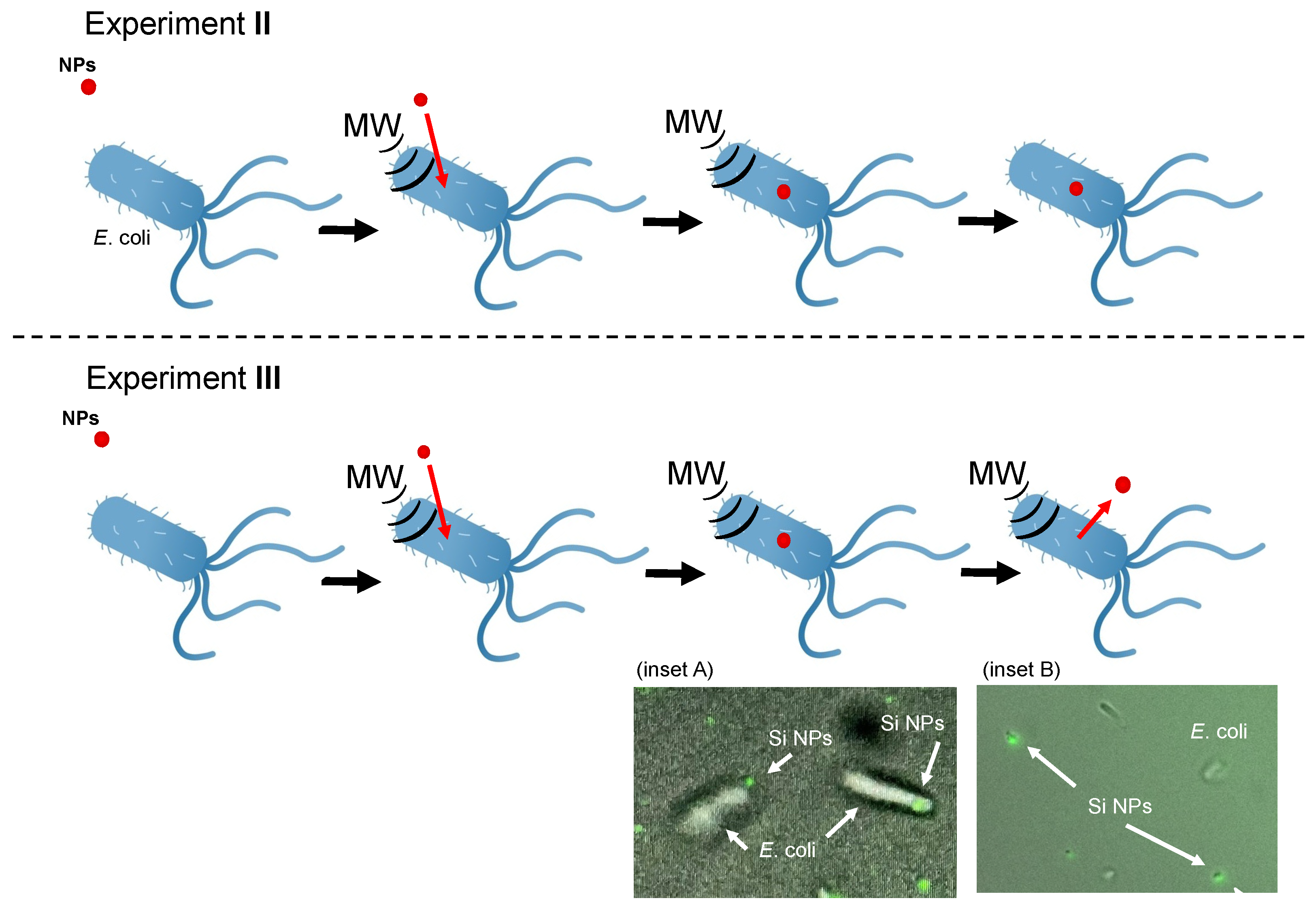 Molecules 30 01871 g007