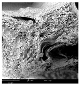 Molecules 30 01877 i011