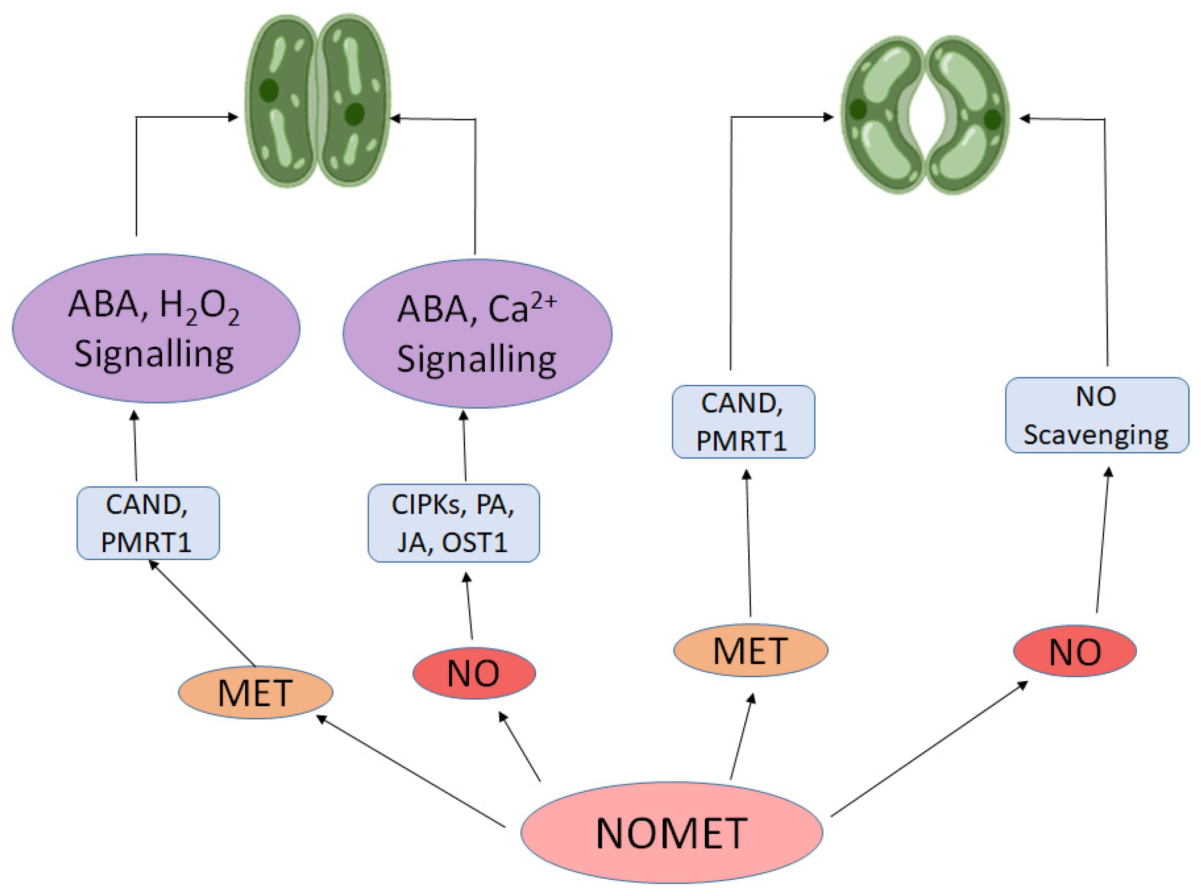 Molecules 30 02148 g004