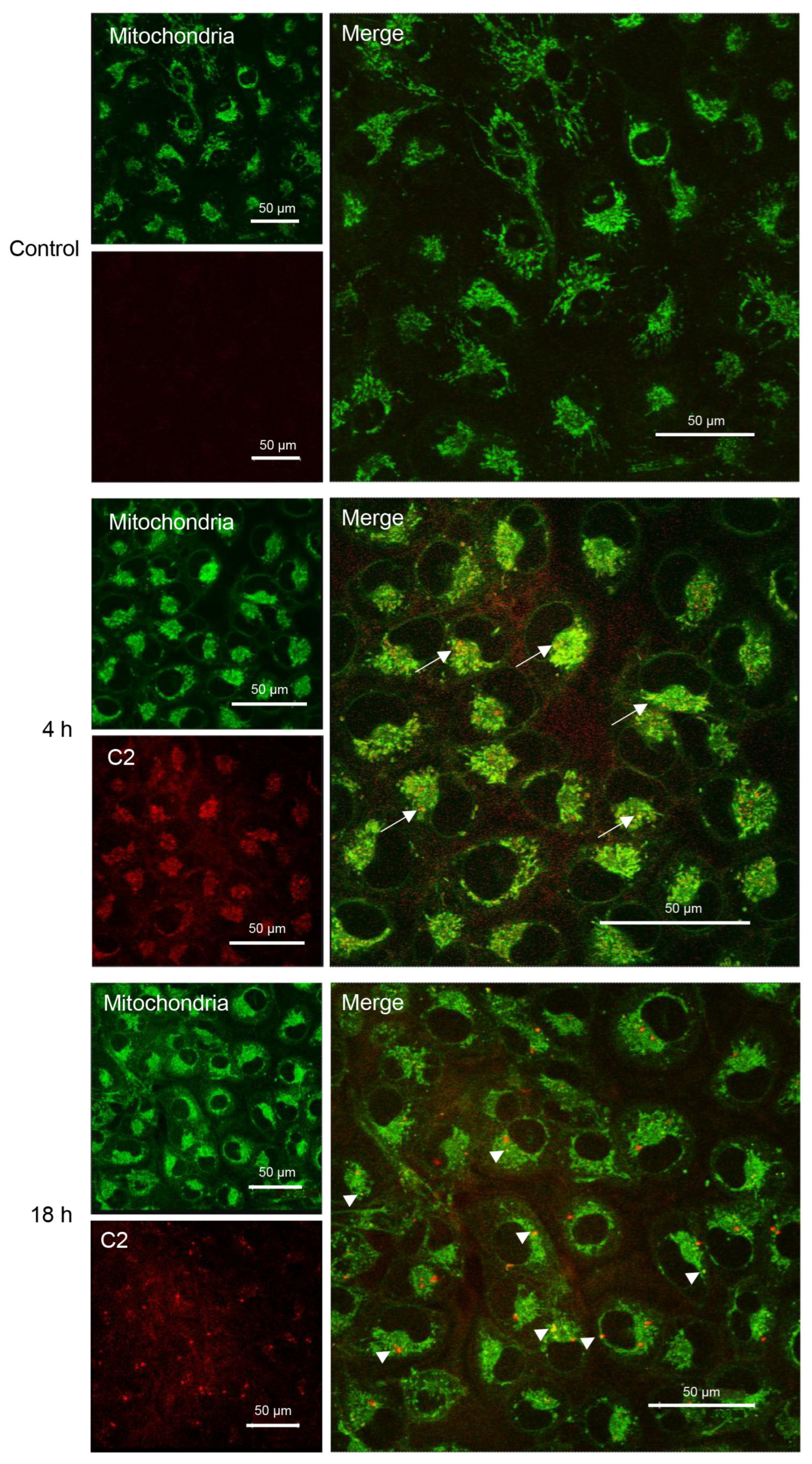 Molecules 30 02688 g005
