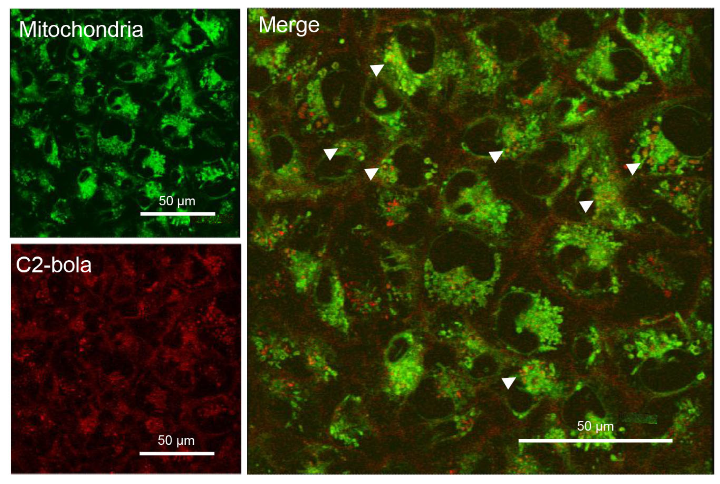 Molecules 30 02688 g007
