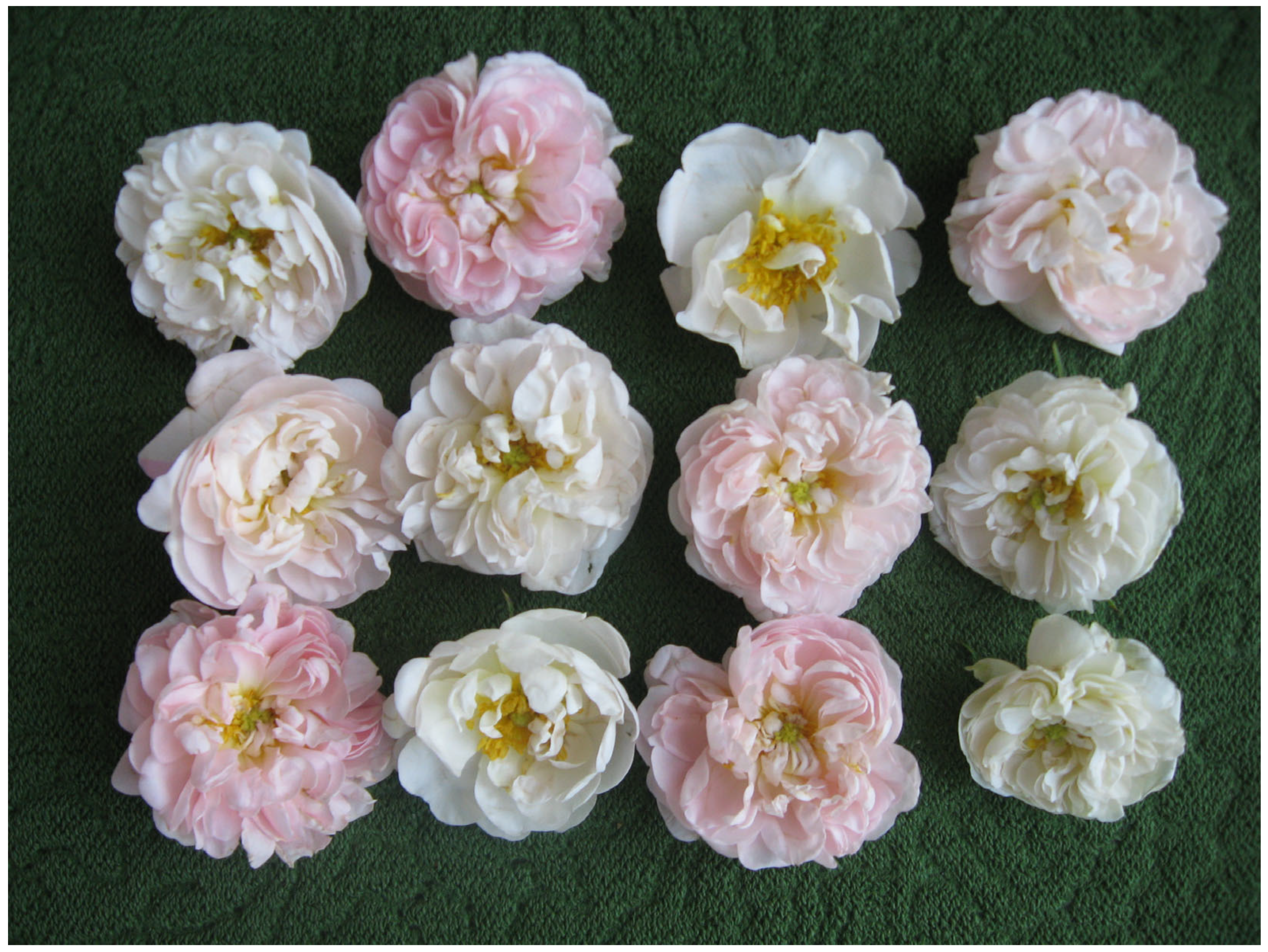 Molecules 30 03102 g001