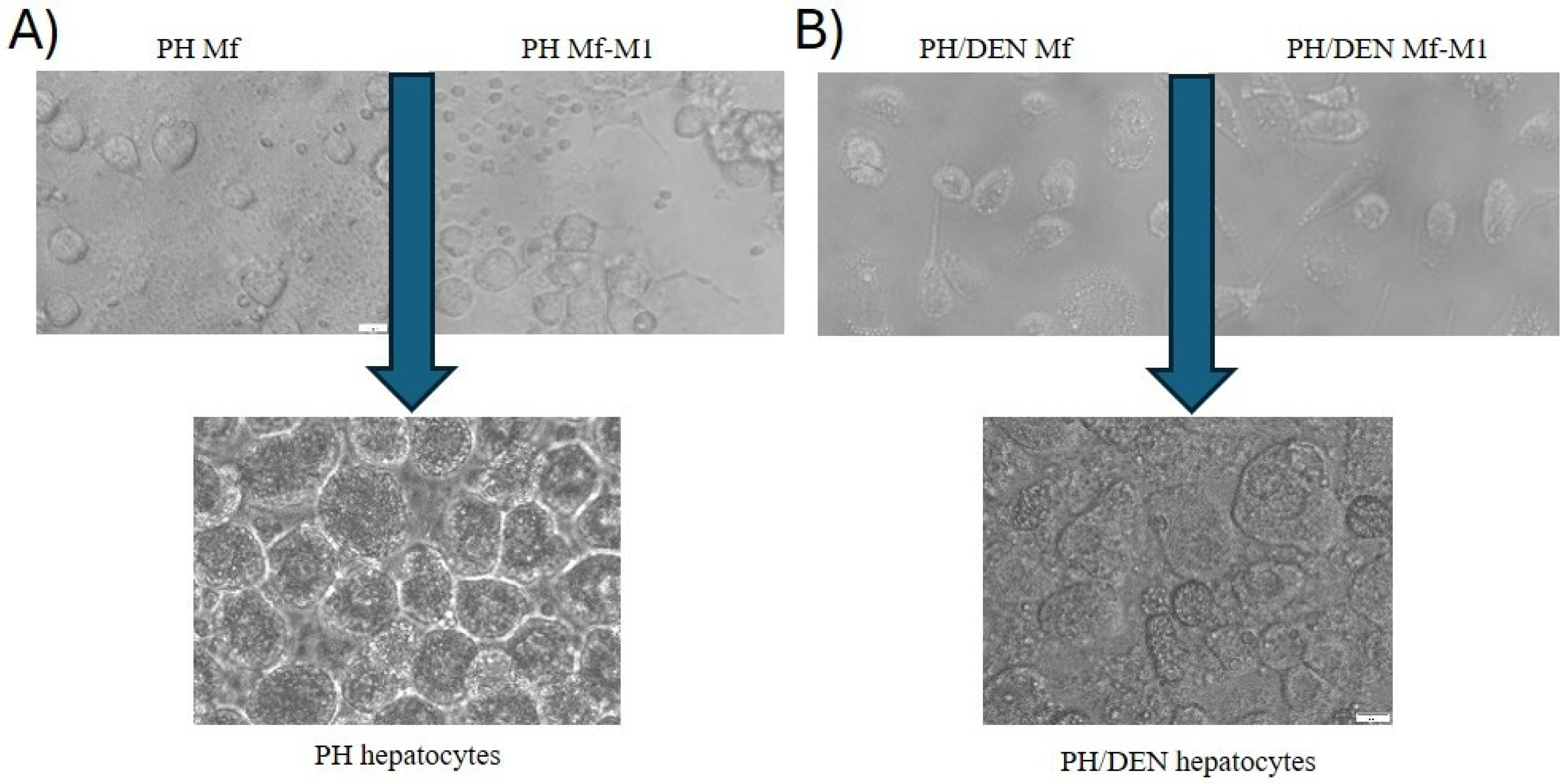 Molecules 30 03657 g002 Molecules 30 03657 g002