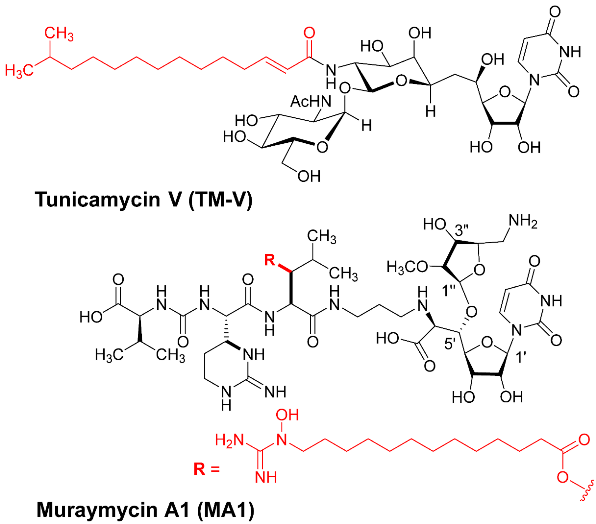 Molecules 30 04049 i001 Molecules 30 04049 i001