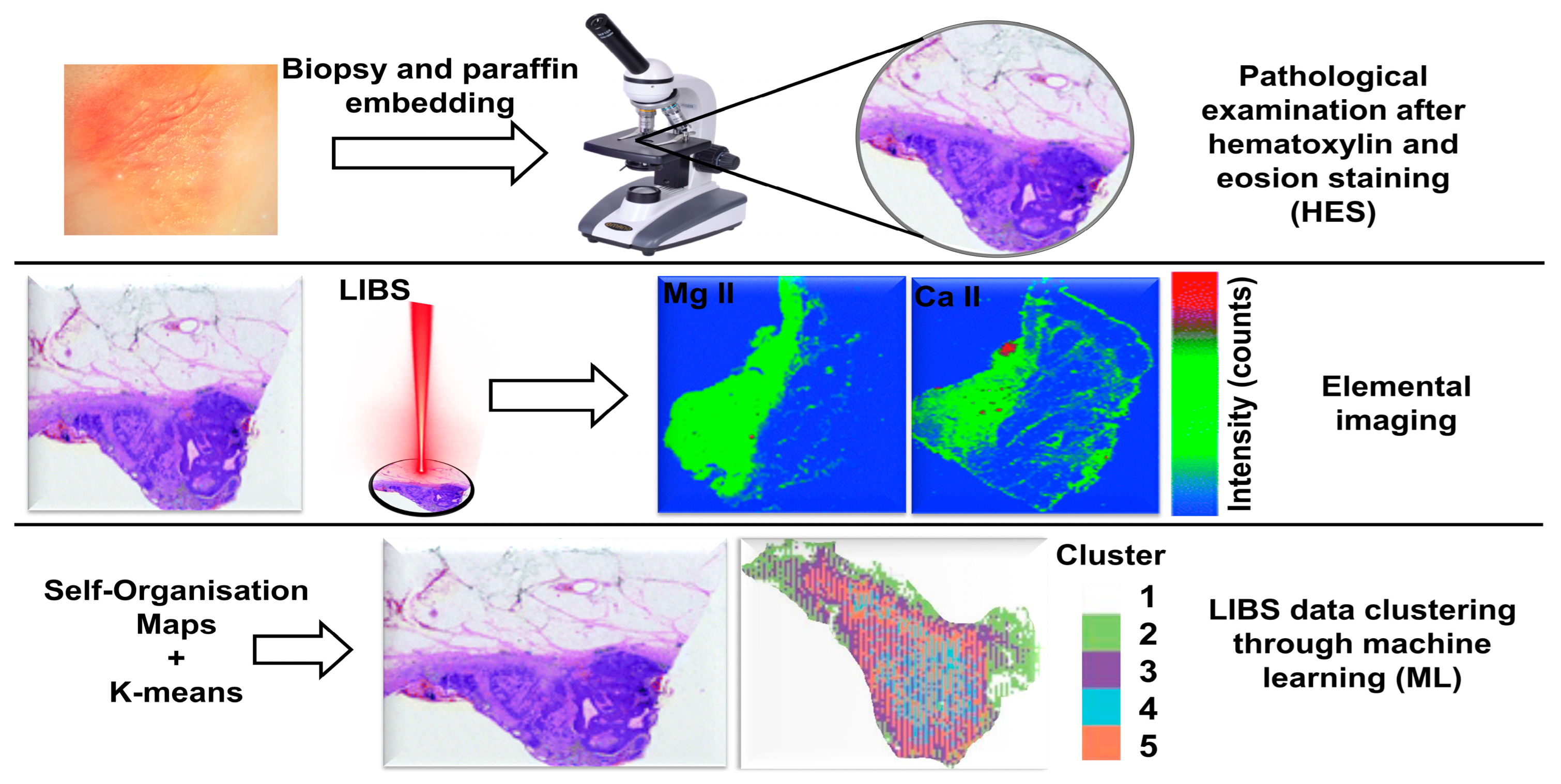 Molecules 30 04176 g004 Molecules 30 04176 g004