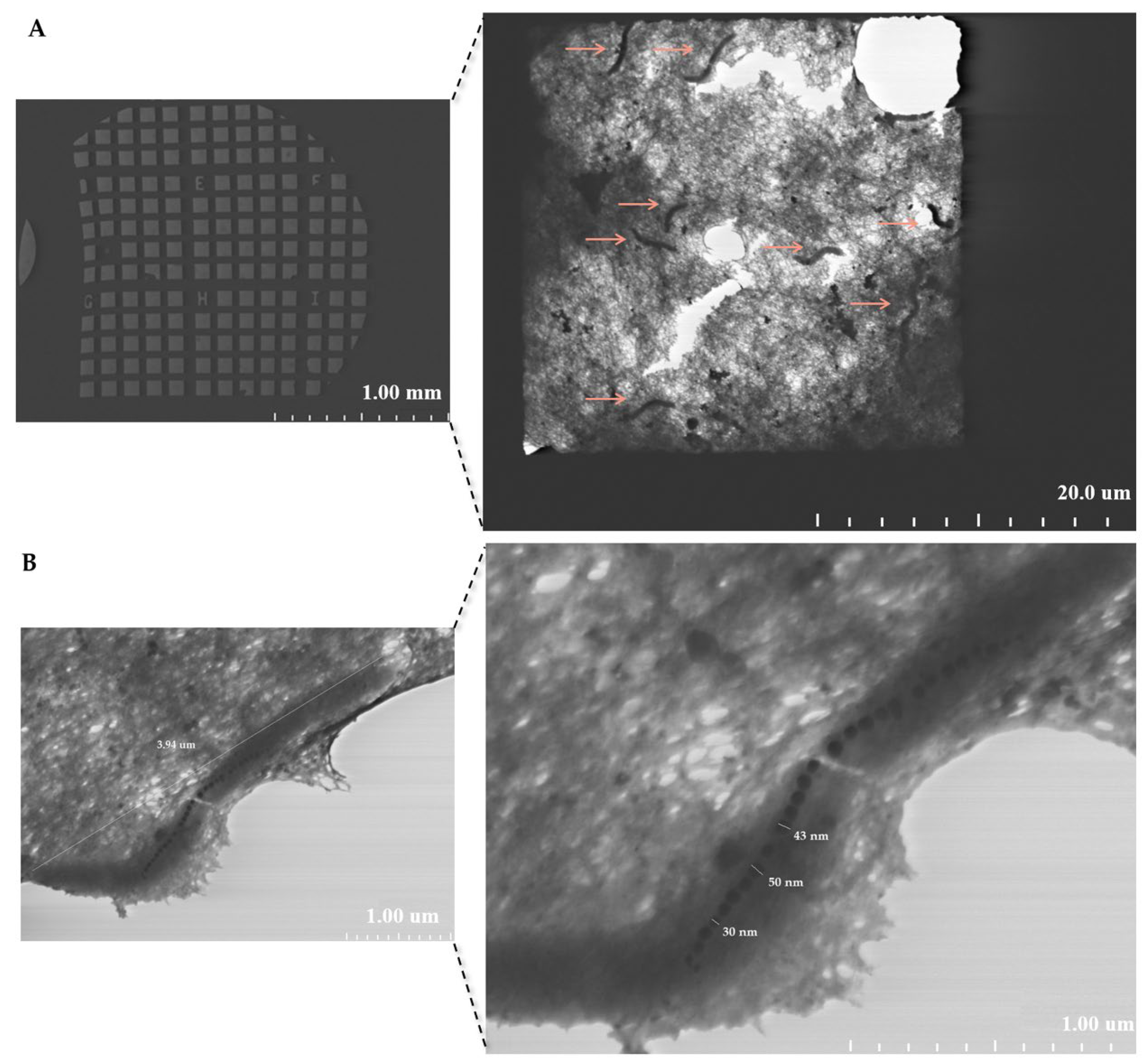 Molecules 31 00253 g003 Molecules 31 00253 g003