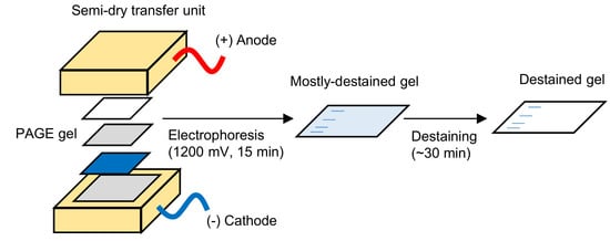 MPs  | Free Full-Text | Rapid Electrophoretic Staining and Destaining of Polyacrylamide Gels | HTML