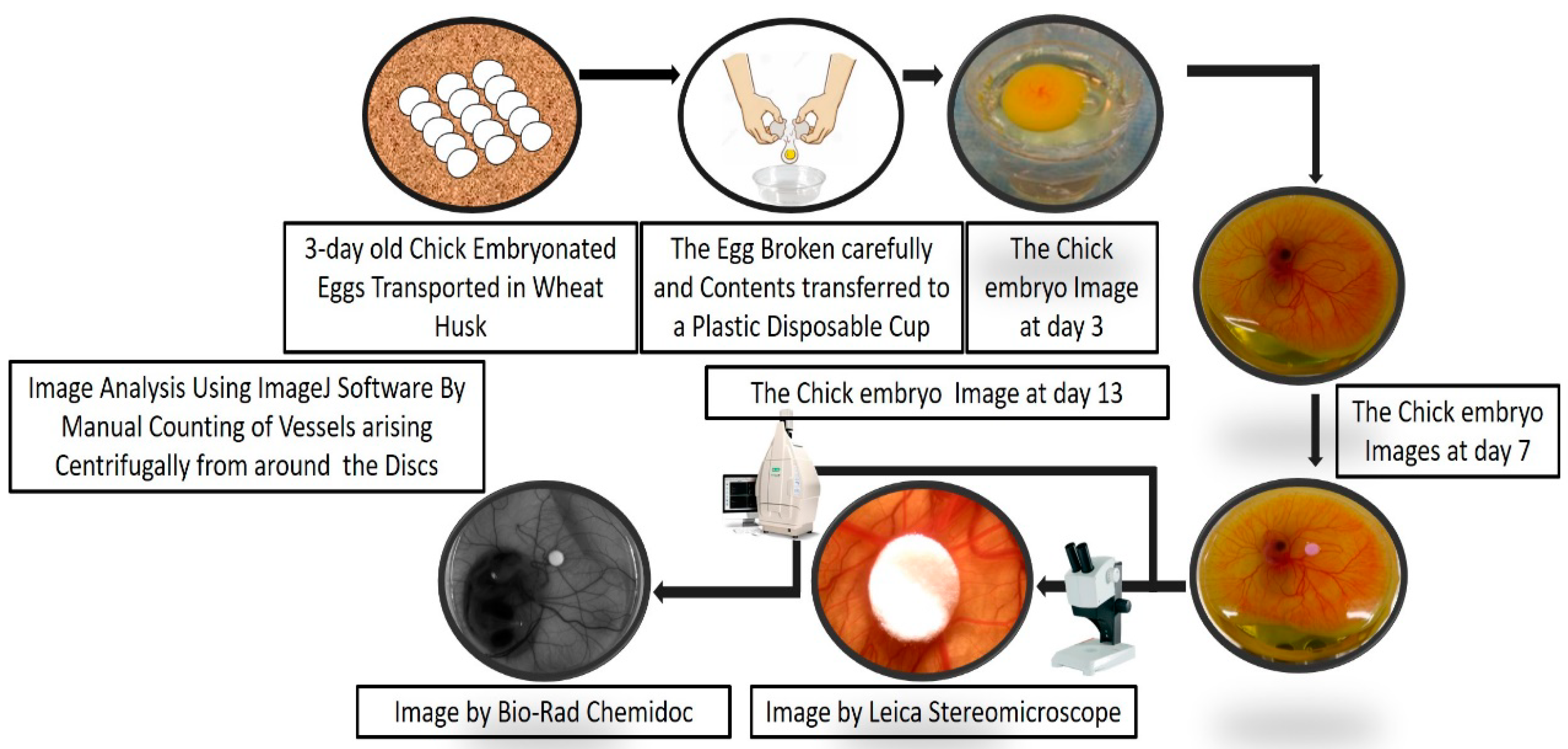 MPs | Free Full-Text | A Cost-Effective and Efficient Chick Ex-Ovo CAM  Assay Protocol to Assess Angiogenesis