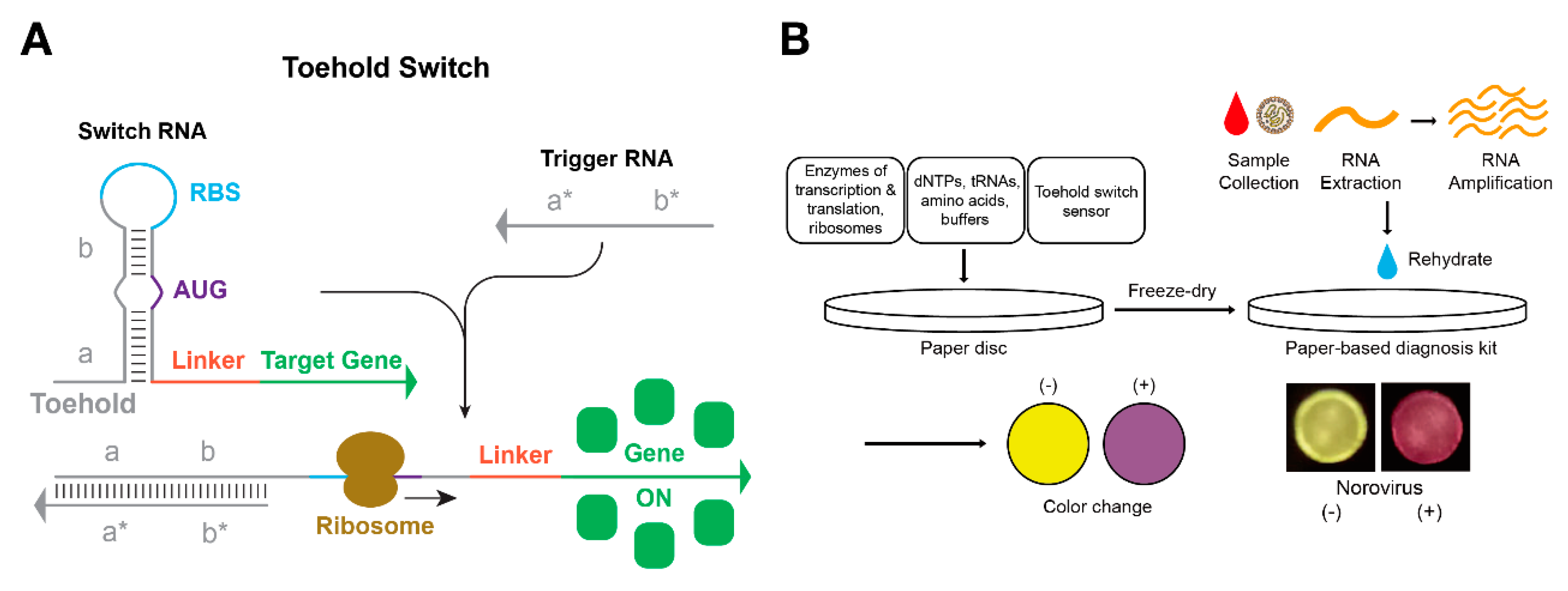 Уровни вики вики. RNA коммутатор. Biolog платформа. Toehold Switches. Diagnosis paper.