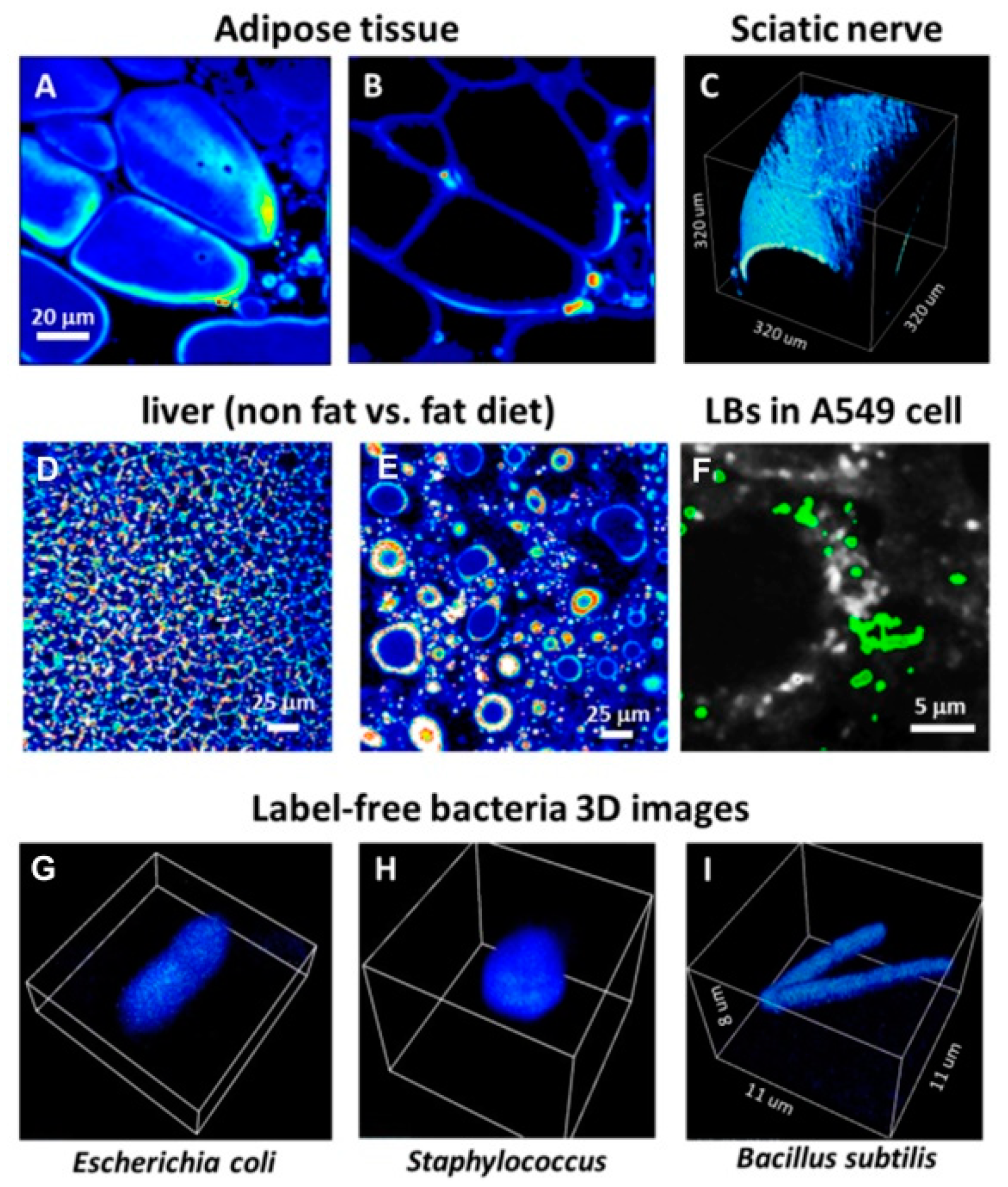 Mps 02 00053 g007 Mps 02 00053 g007