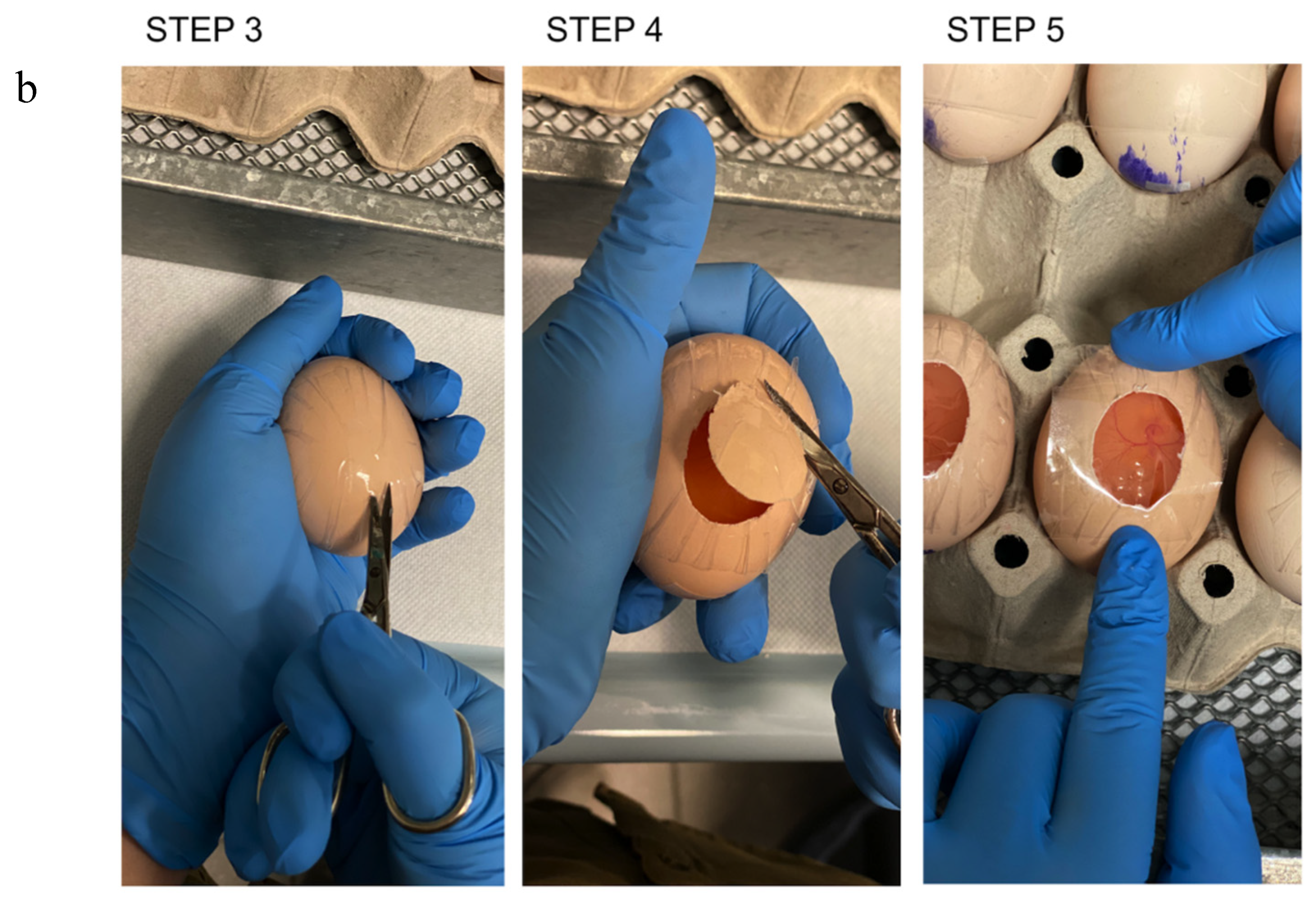 Mps 03 00080 g001b Mps 03 00080 g001b