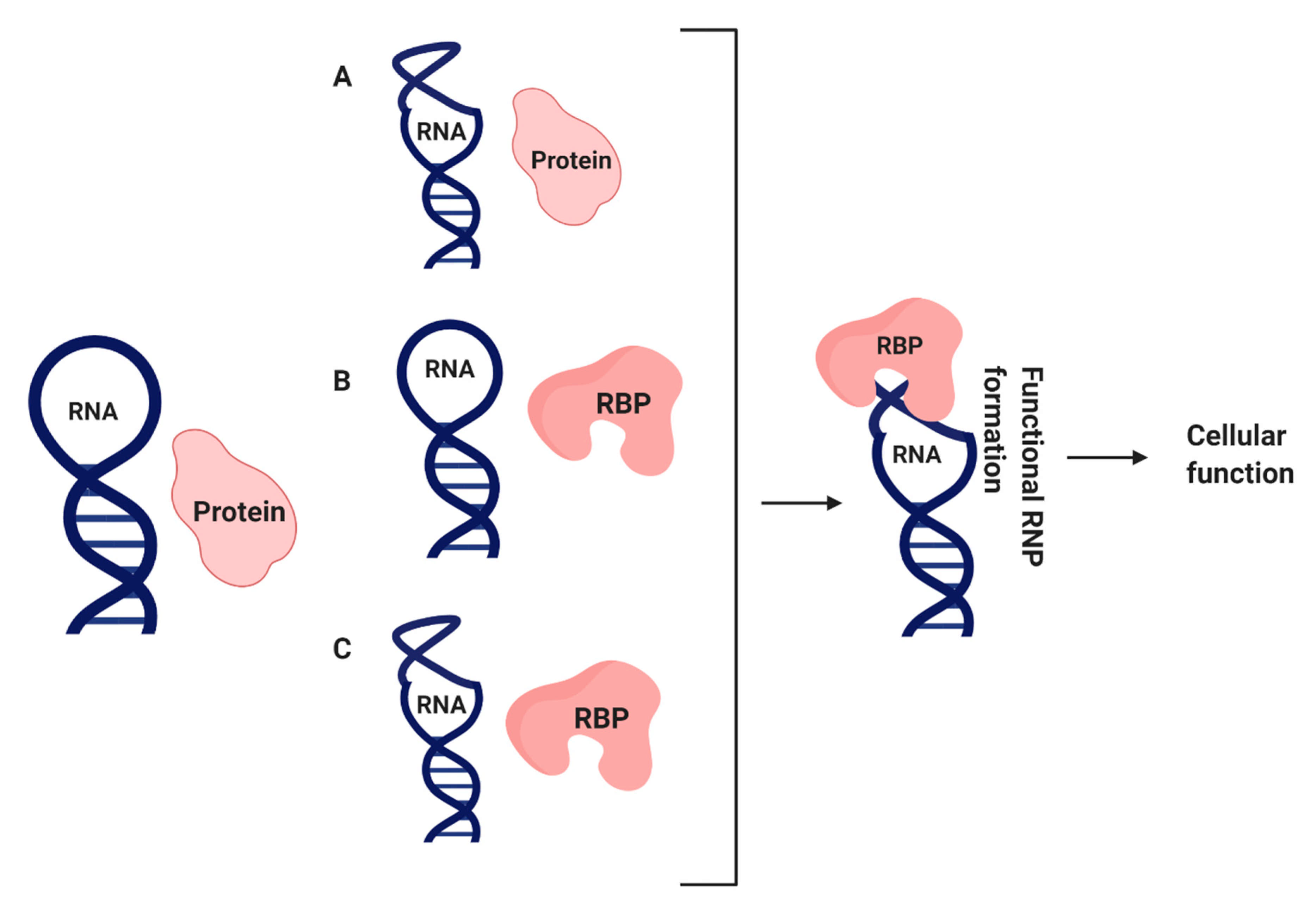 Mps Free Full Text Compendium Of Methods To Uncover Rna Protein Interactions In Vivo 4498