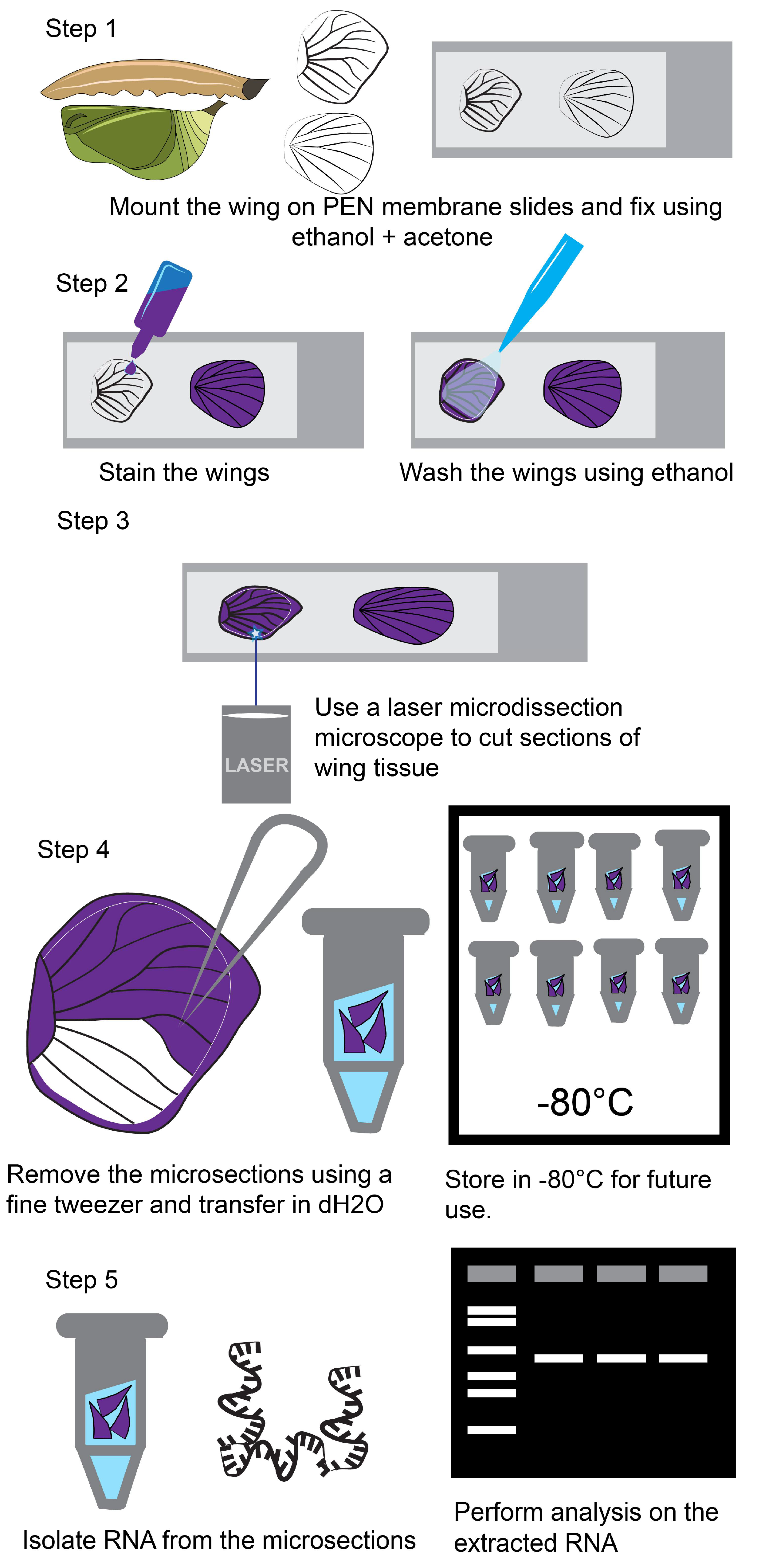 MPs | Free Full-Text | Laser Microdissection-Mediated Isolation of  Butterfly Wing Tissue for Spatial Transcriptomics