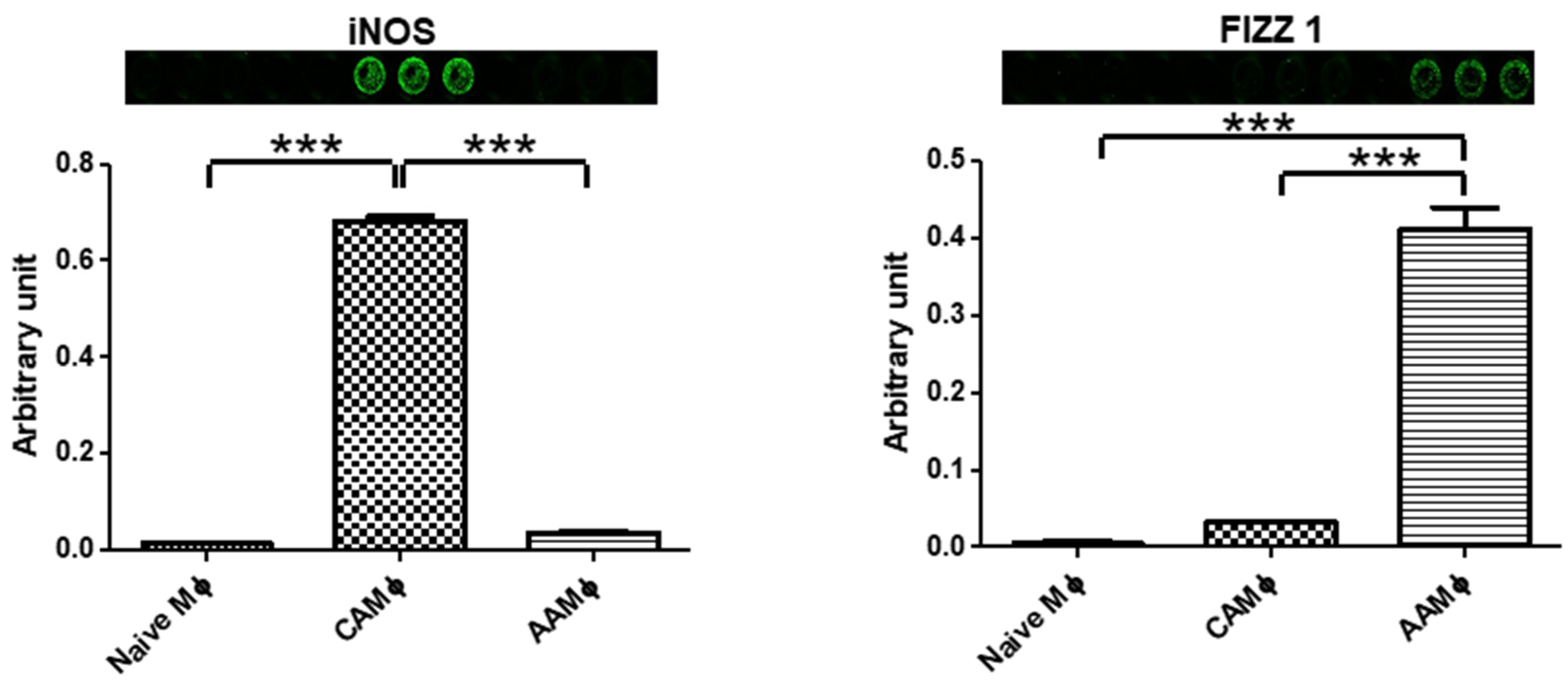 Mps Free Full Text In Vitro Screening Method For Characterization