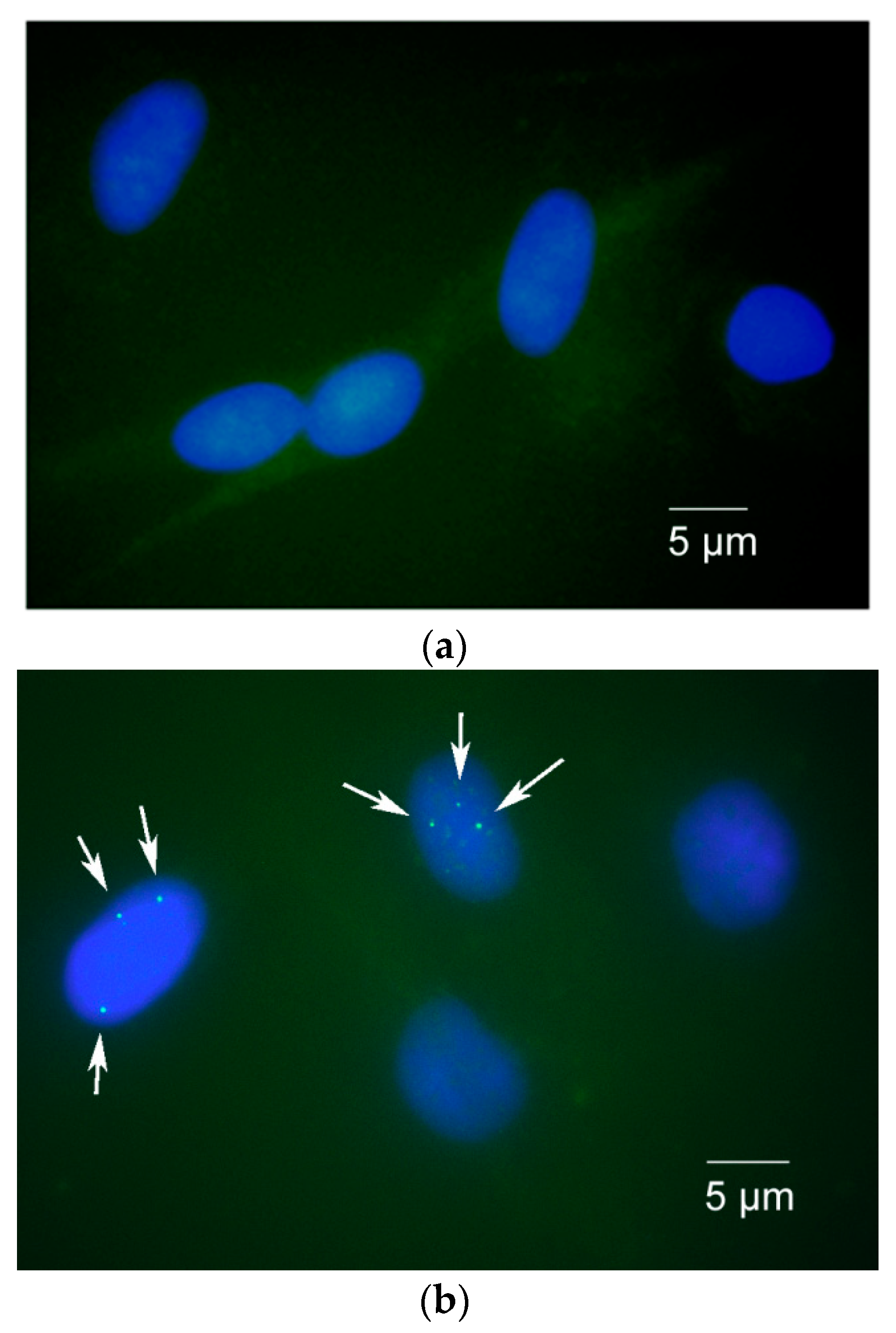 Mps 07 00009 g003a Mps 07 00009 g003a