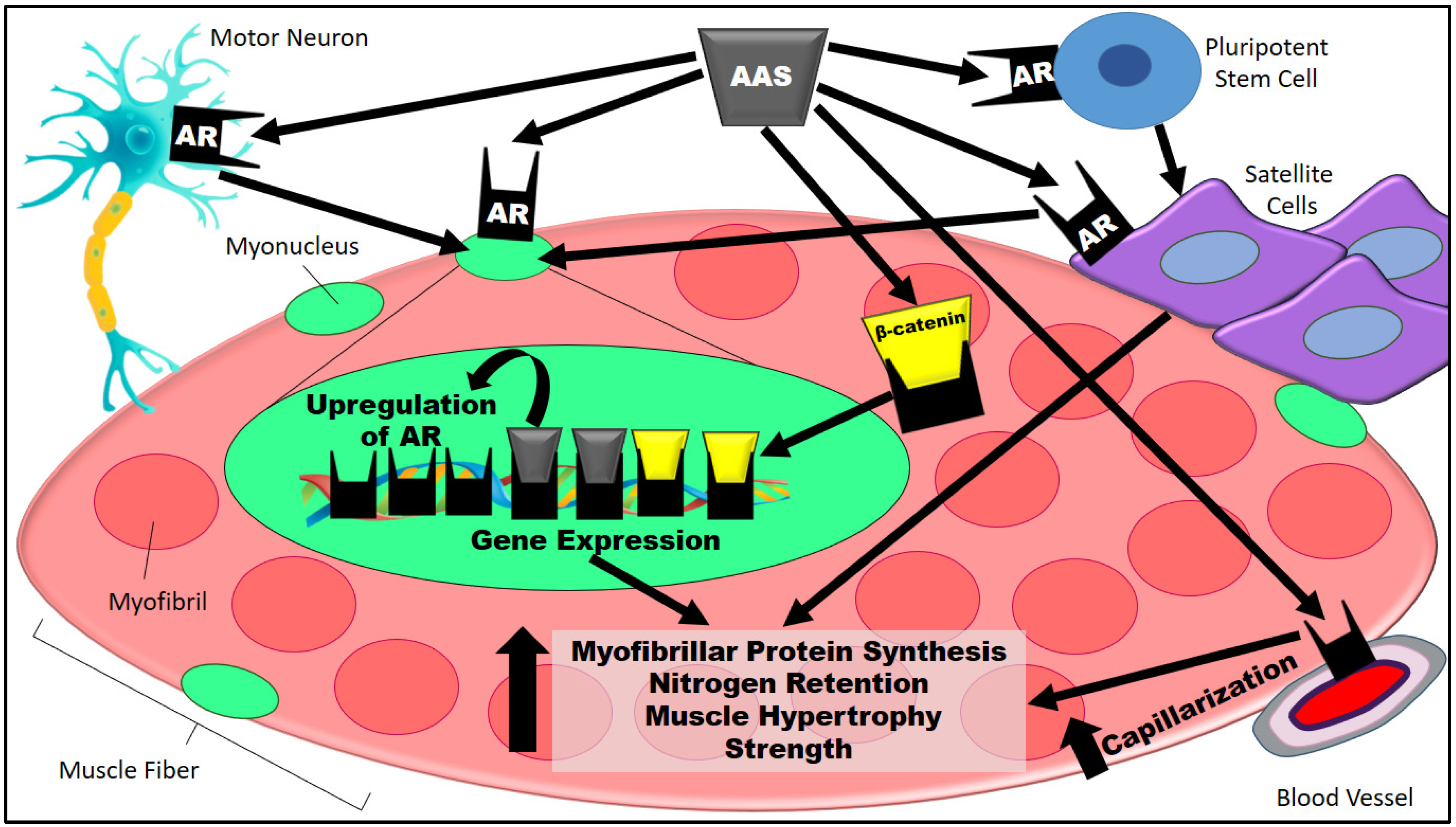Muscles | Free Full-Text | Downregulation of Androgen Receptors upon  Anabolic-Androgenic Steroids: A Cause or a Flawed Hypothesis of the  Muscle-Building Plateau? | HTML