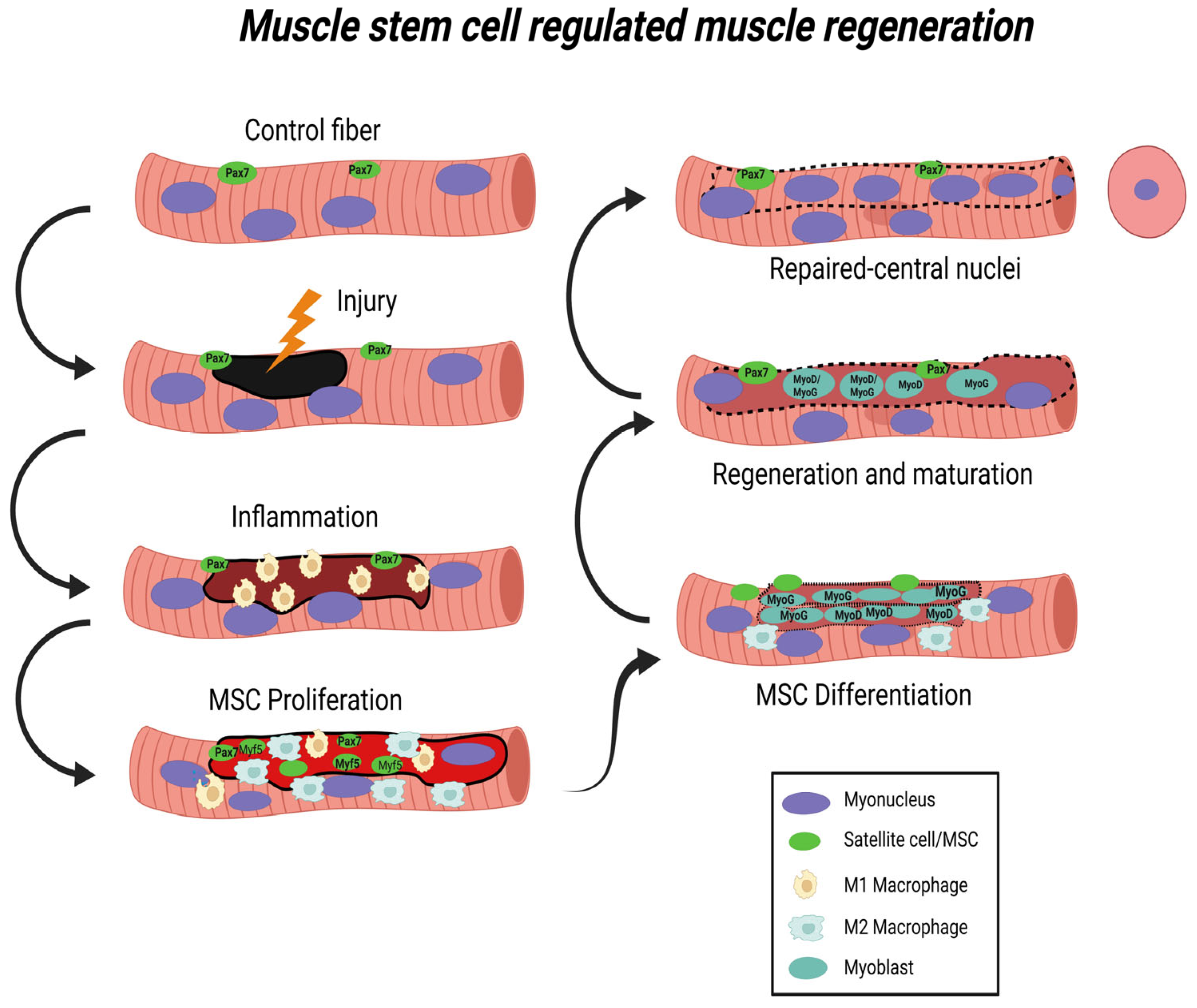 PDF) Mechanisms of Muscle Injury, Repair, and Regeneration