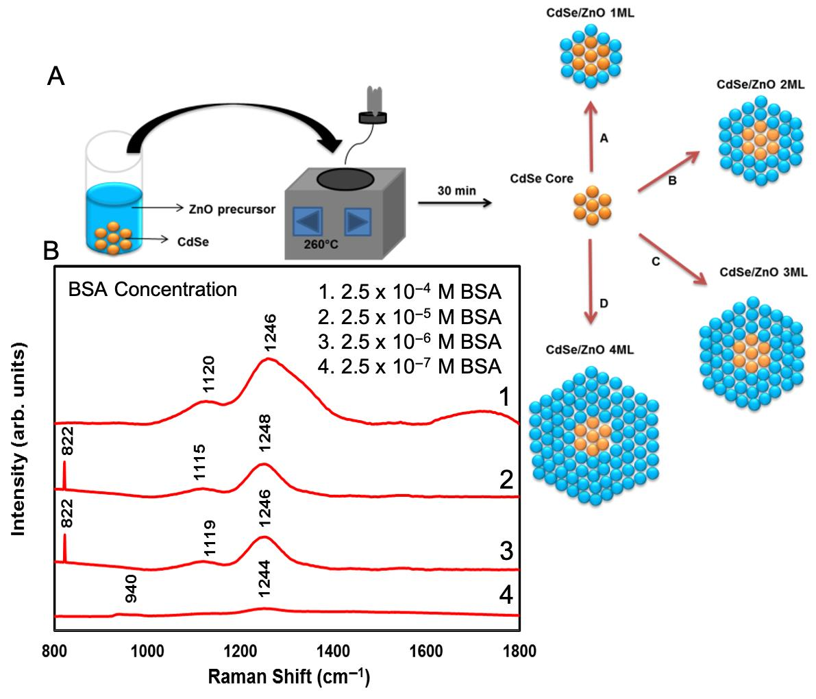 Nanomanufacturing Free Full Text Cdse Zno Core Shell Quantum Dots For Protein Detection A Potential Sensing Platform