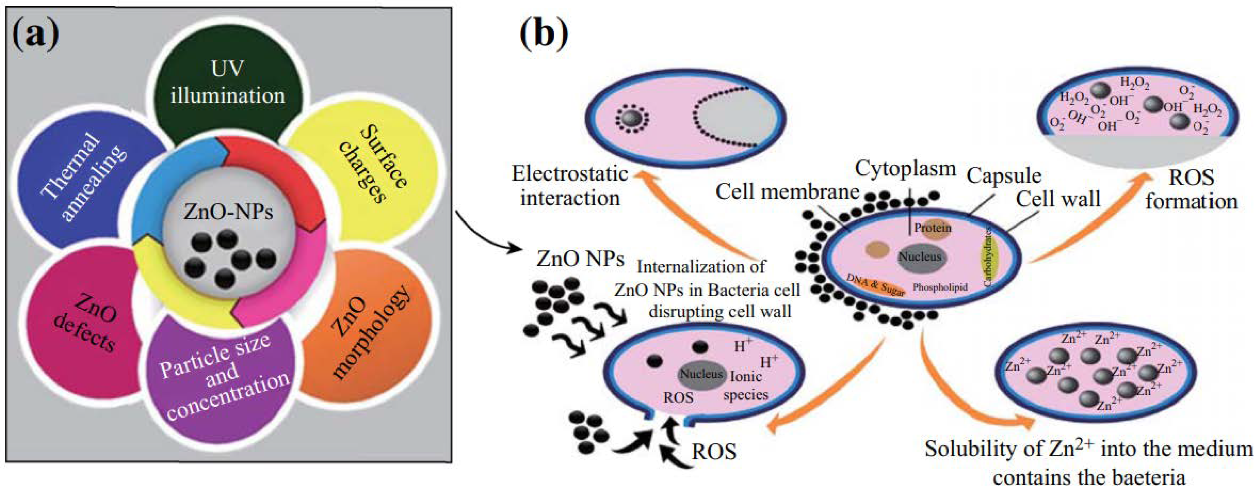 Antibacterial activity. Наночастицы ZNO. ZNO NPS. Zinc Oxide Nanoparticles structure. Oxide устройство.