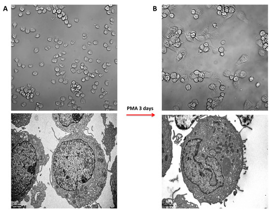 Nanomaterials | Free Full-Text | PMA-Induced THP-1 Macrophage  Differentiation is Not Impaired by Citrate-Coated Platinum Nanoparticles