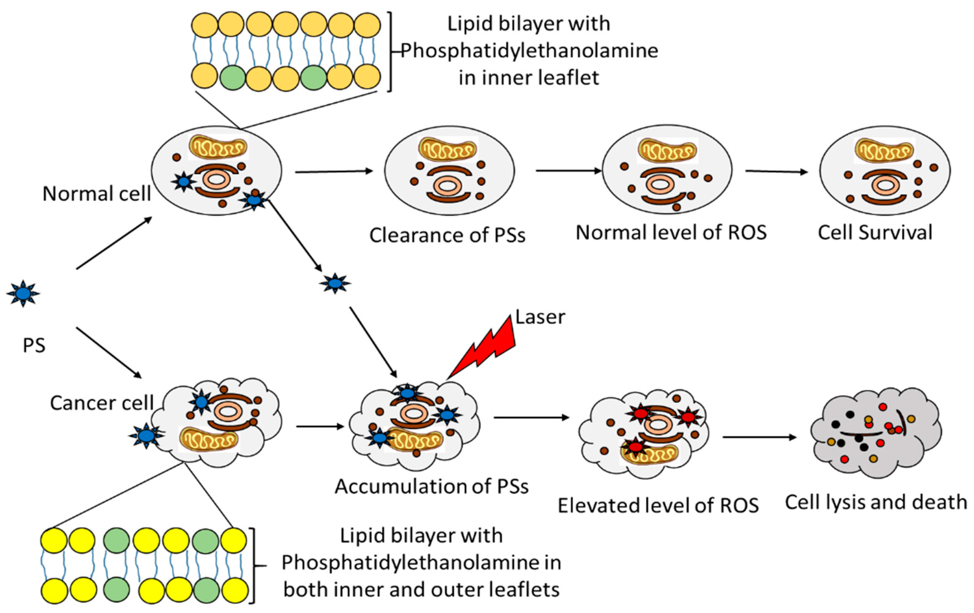 Nanomaterials Free Full Text Nano Mediated Photodynamic Therapy For Cancer Enhancement Of