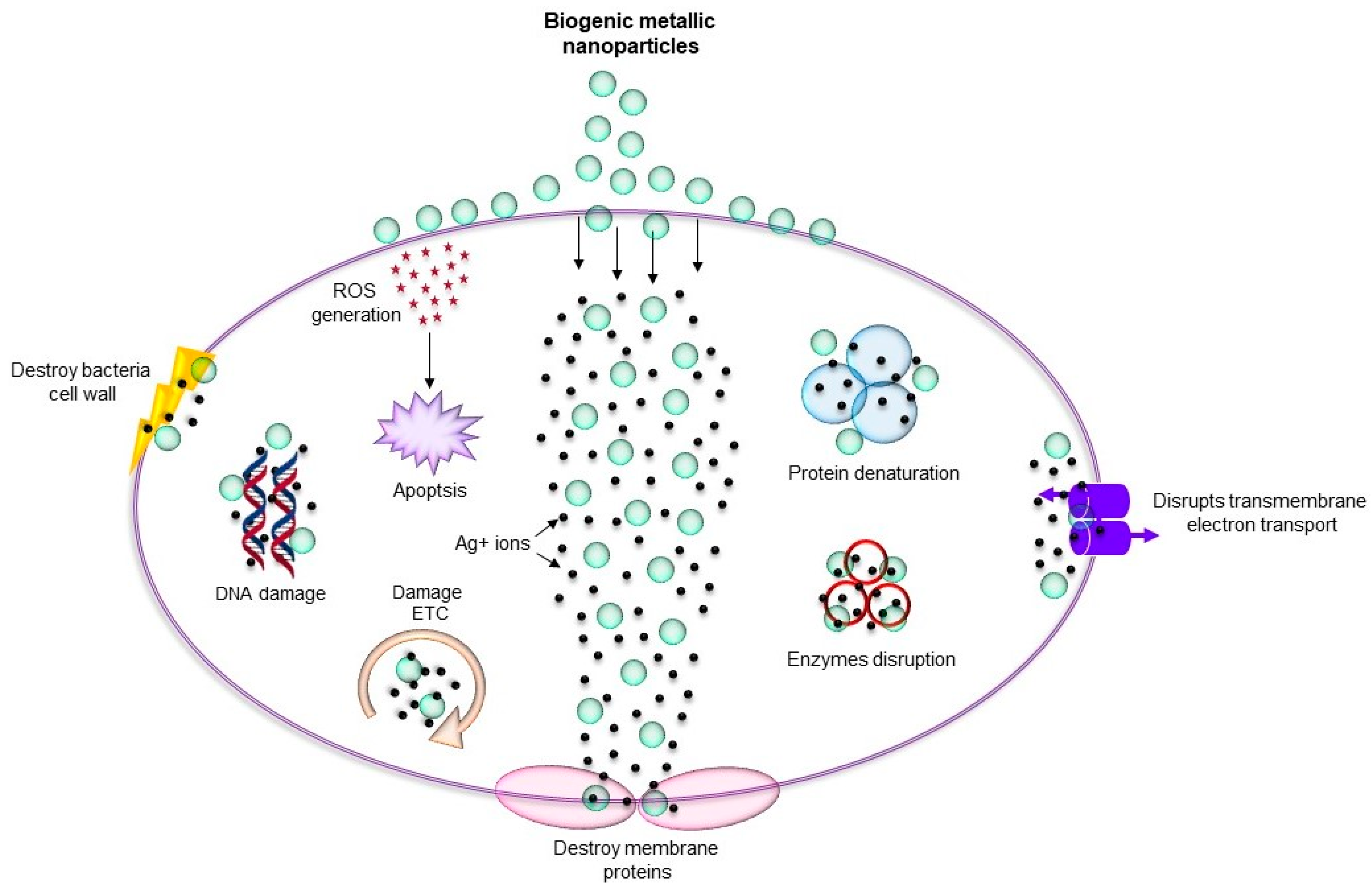 Antimicrobial activity. Metallic Nanoparticles. Biogenic elements. Antibacterial activity of nanoceria.