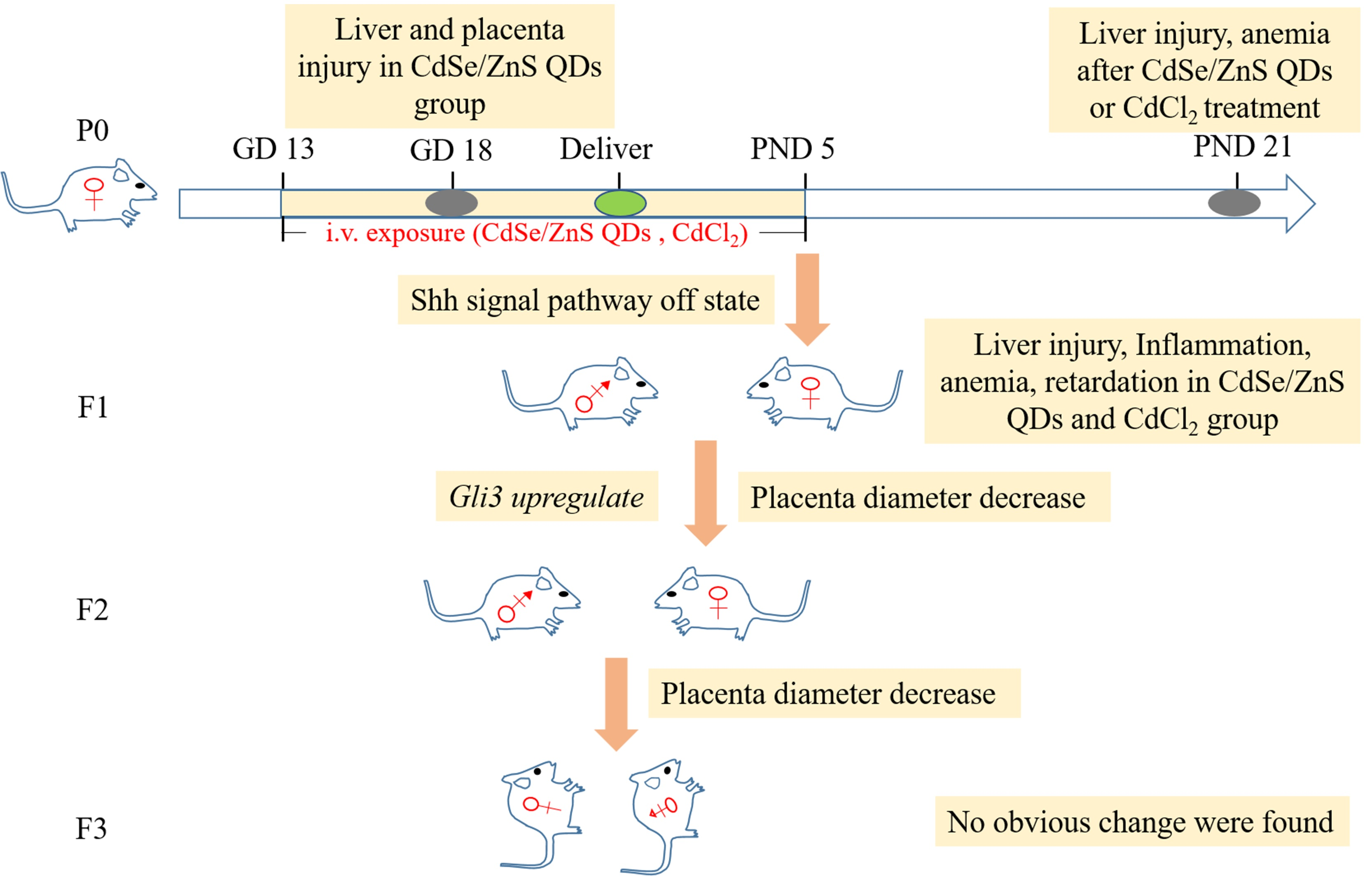 Nanomaterials Free Full Text Cdse Zns Quantum Dots Impaired