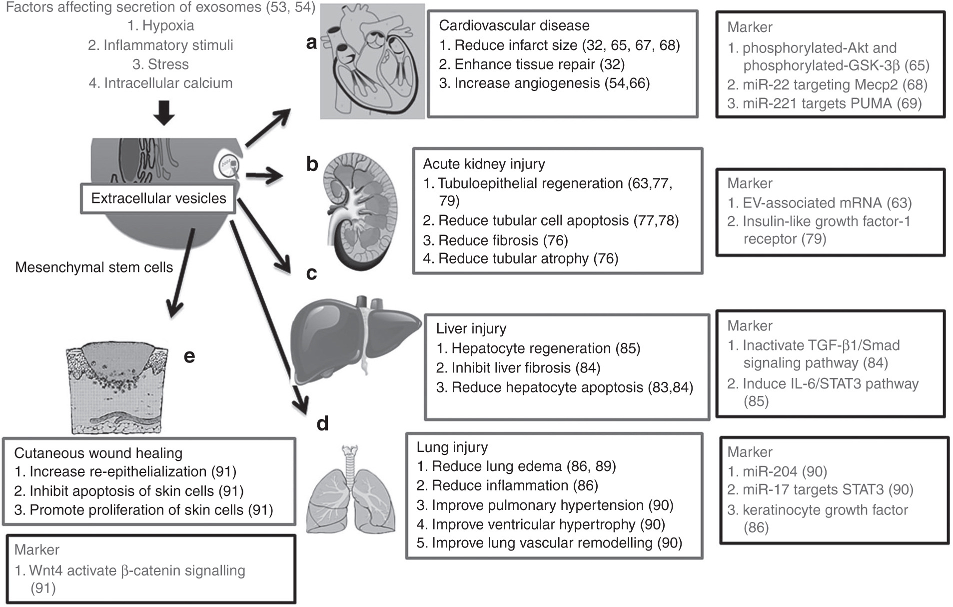 Nanomaterials Free Full Text Stem Cell Derived Extracellular Vesicles For Treating Joint Injury And Osteoarthritis Html