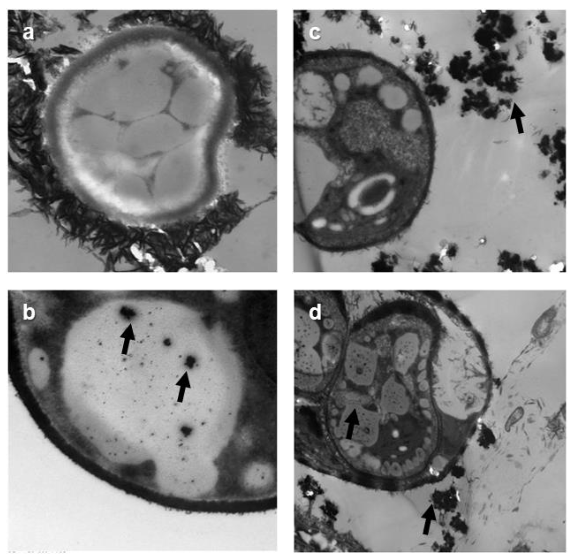 Nanomaterials 09 00914 g006