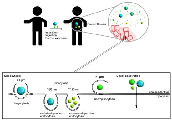 Understanding the correlation between in vitro and in vivo immunotoxicity  tests for nanomedicines - ScienceDirect