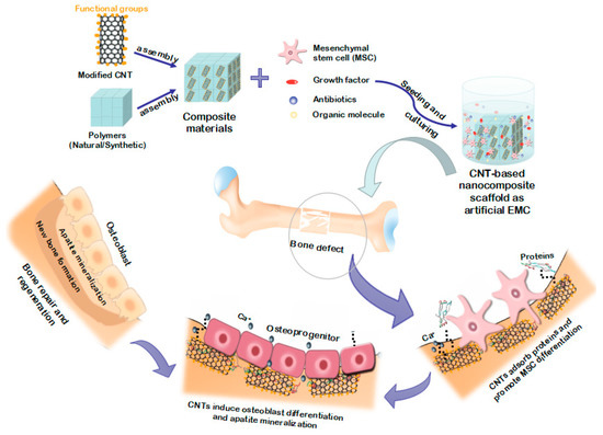 Nanomaterials | Free Full-Text | Applications of Carbon Nanotubes in Bone  Tissue Regeneration and Engineering: Superiority, Concerns, Current  Advancements, and Prospects