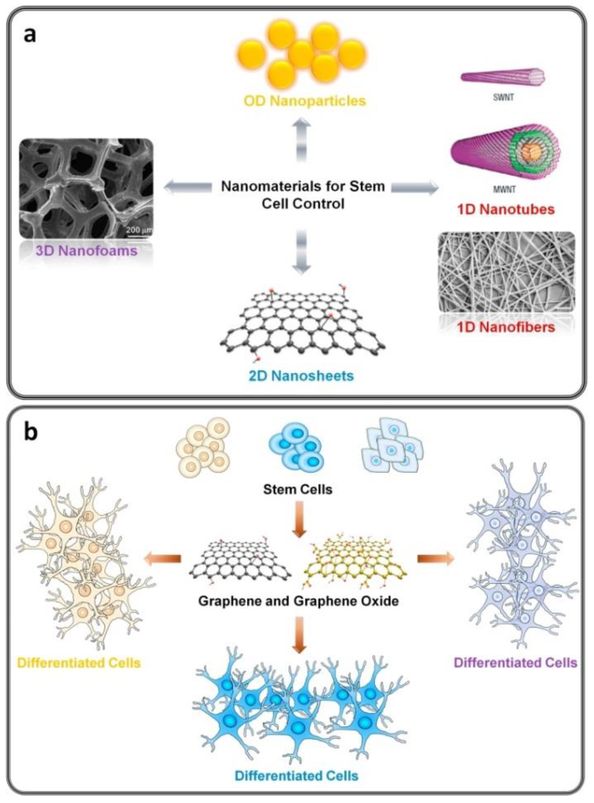 Nanomaterials | Free Full-Text | Graphenic Materials For Biomedical ...