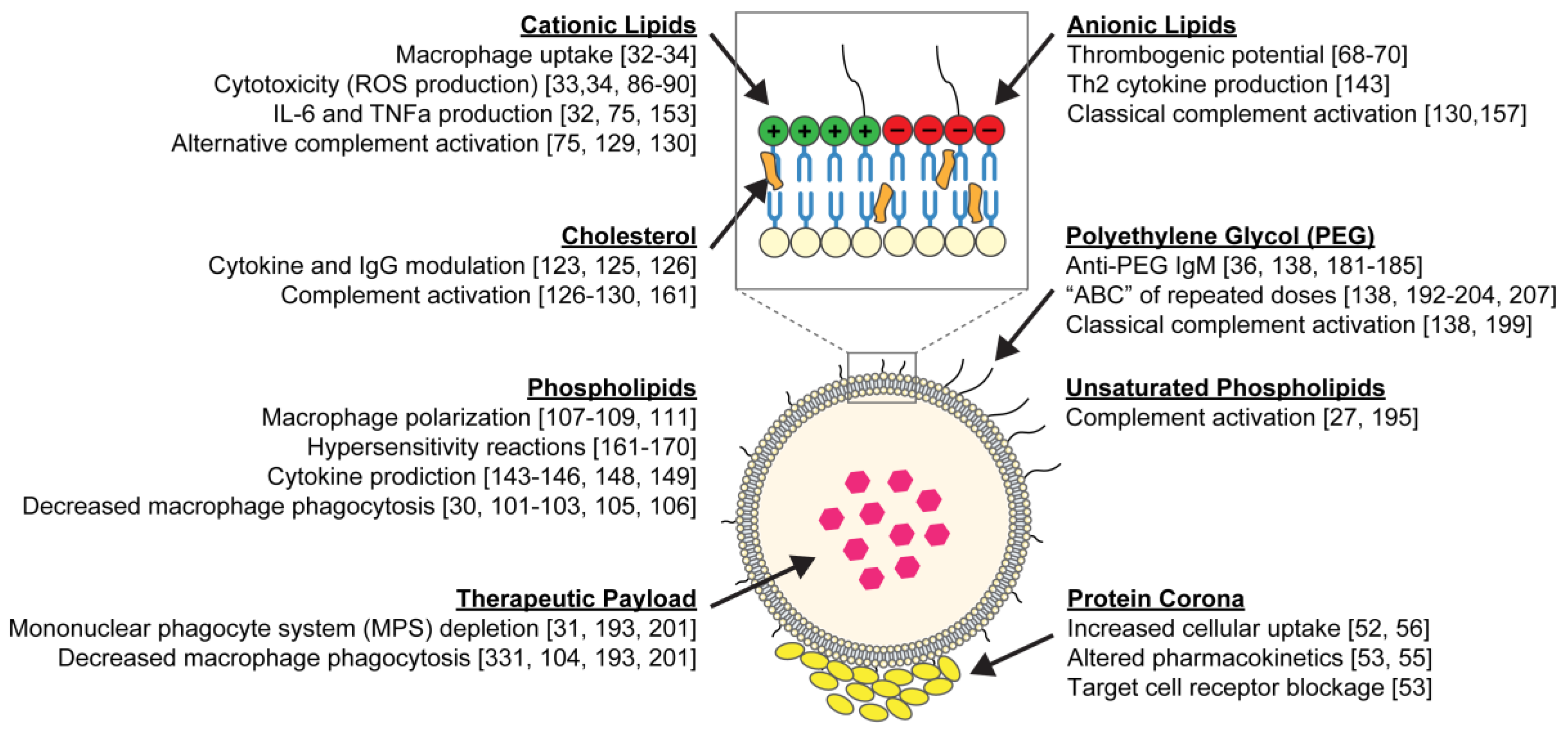 Nanomaterials Free Full Text Immunological And Toxicological Considerations For The Design Of Liposomes Html