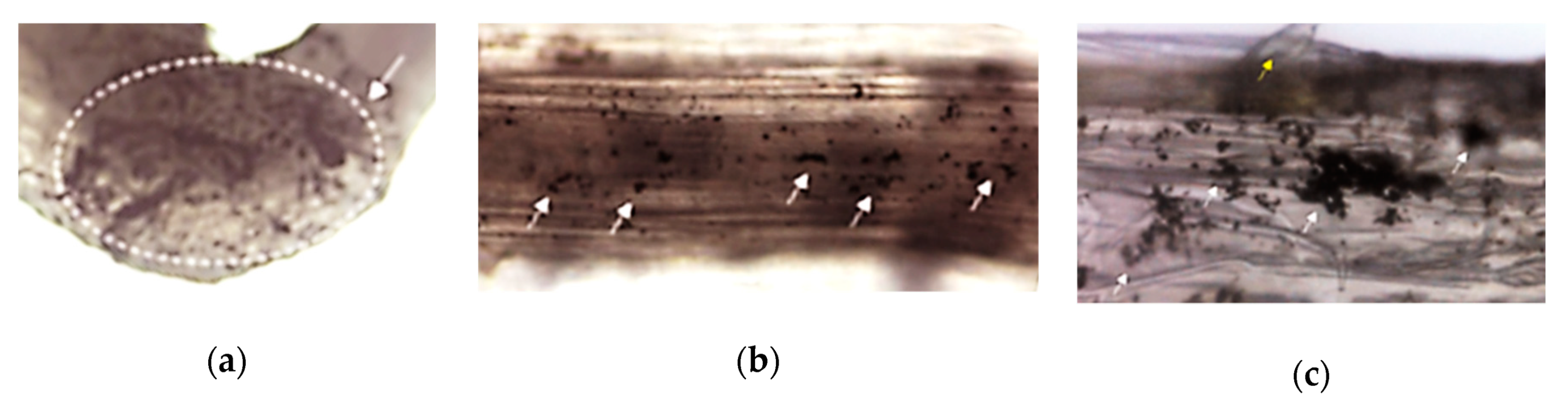 Nanomaterials 10 00610 g033 Nanomaterials 10 00610 g033