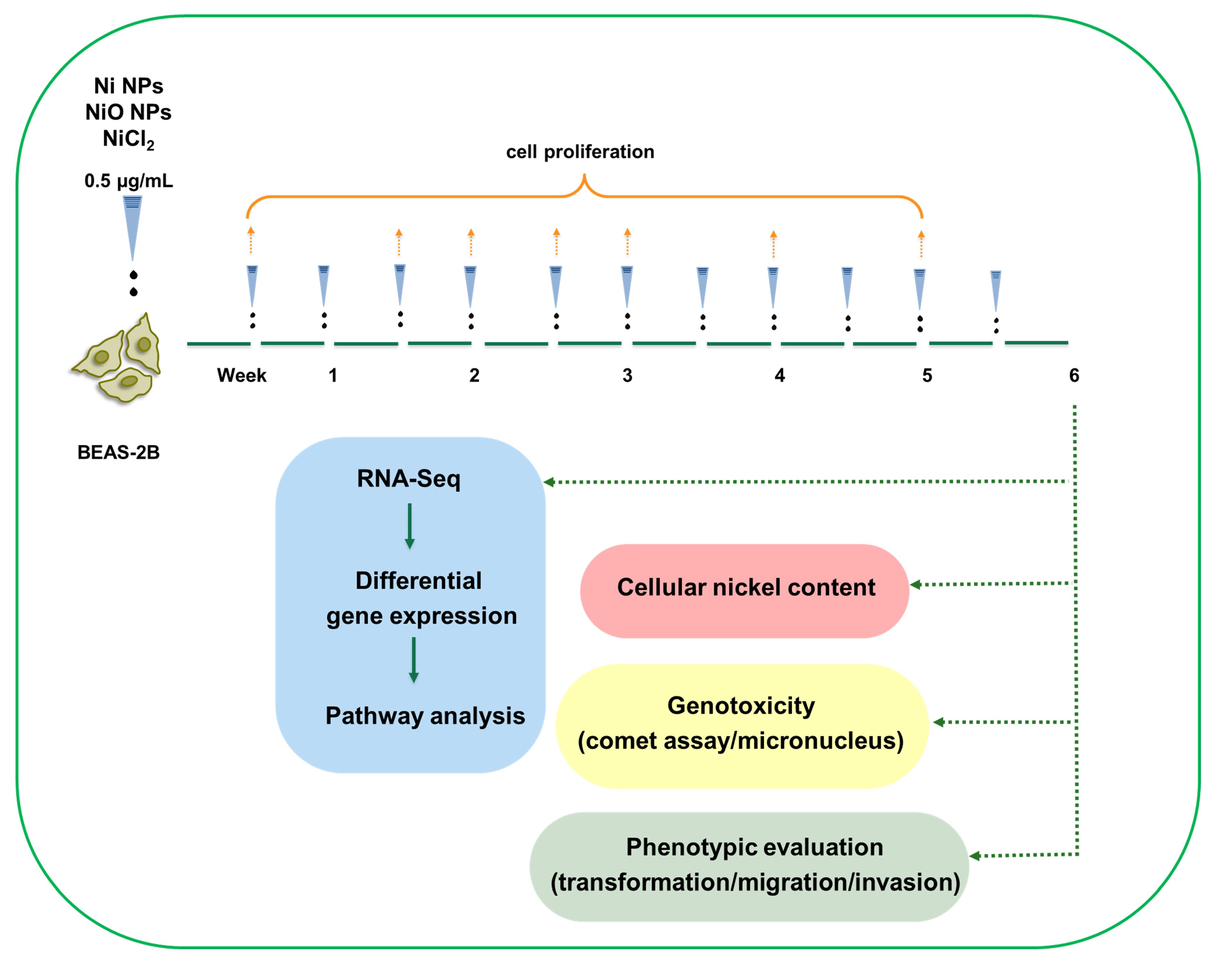 Nanomaterials 10 00649 g001